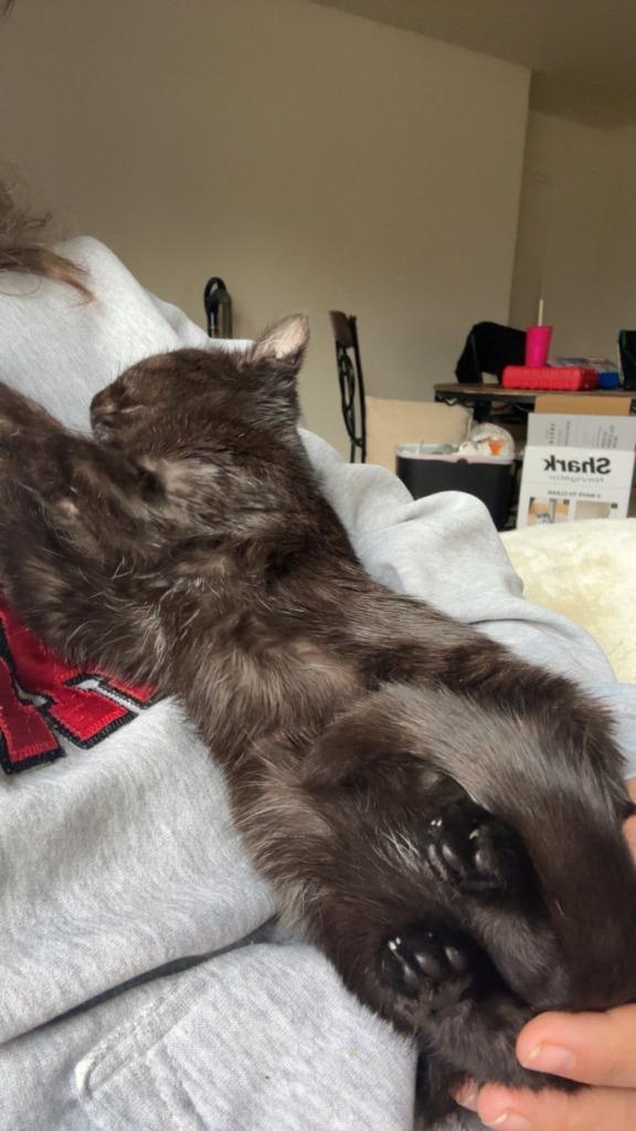 Andarna, a Adoptable mixed breed in Kettering, OH image 2/3