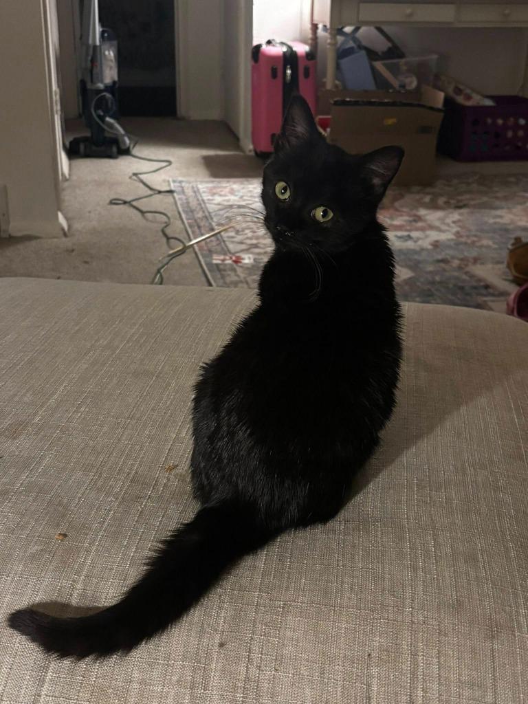 Andarna, a Adoptable mixed breed in Kettering, OH image 3/3