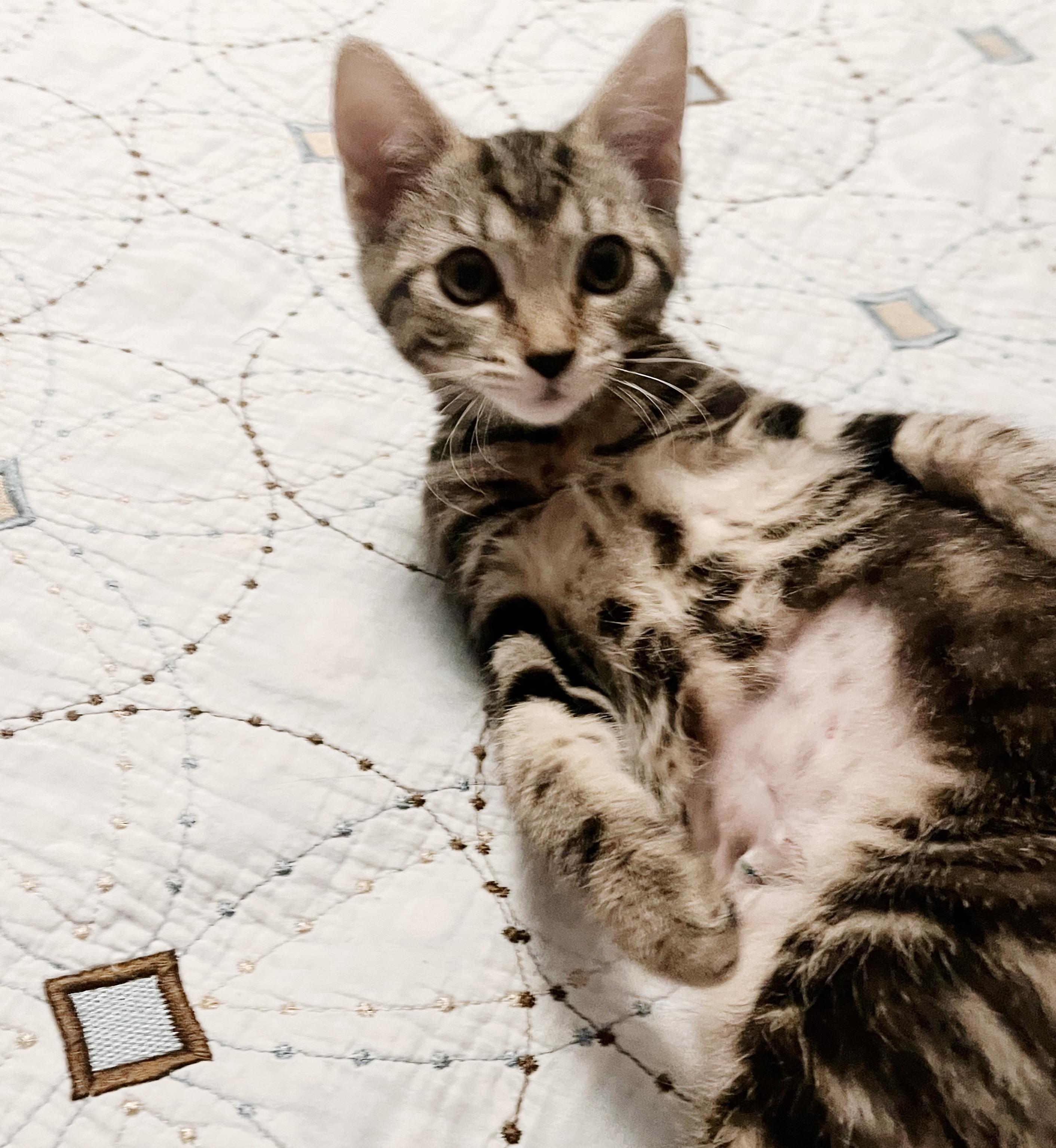 Zehyria, a Adoptable Tabby in Philadelphia, PA image 4/5