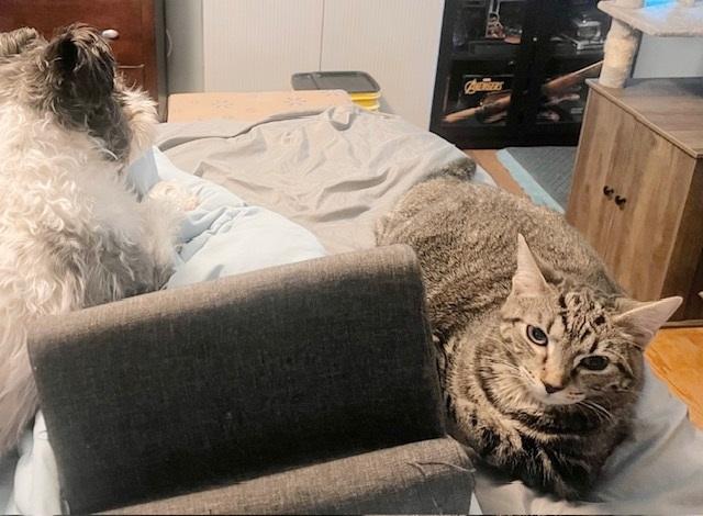 Zehyria, a Adoptable Tabby in Philadelphia, PA image 4/6