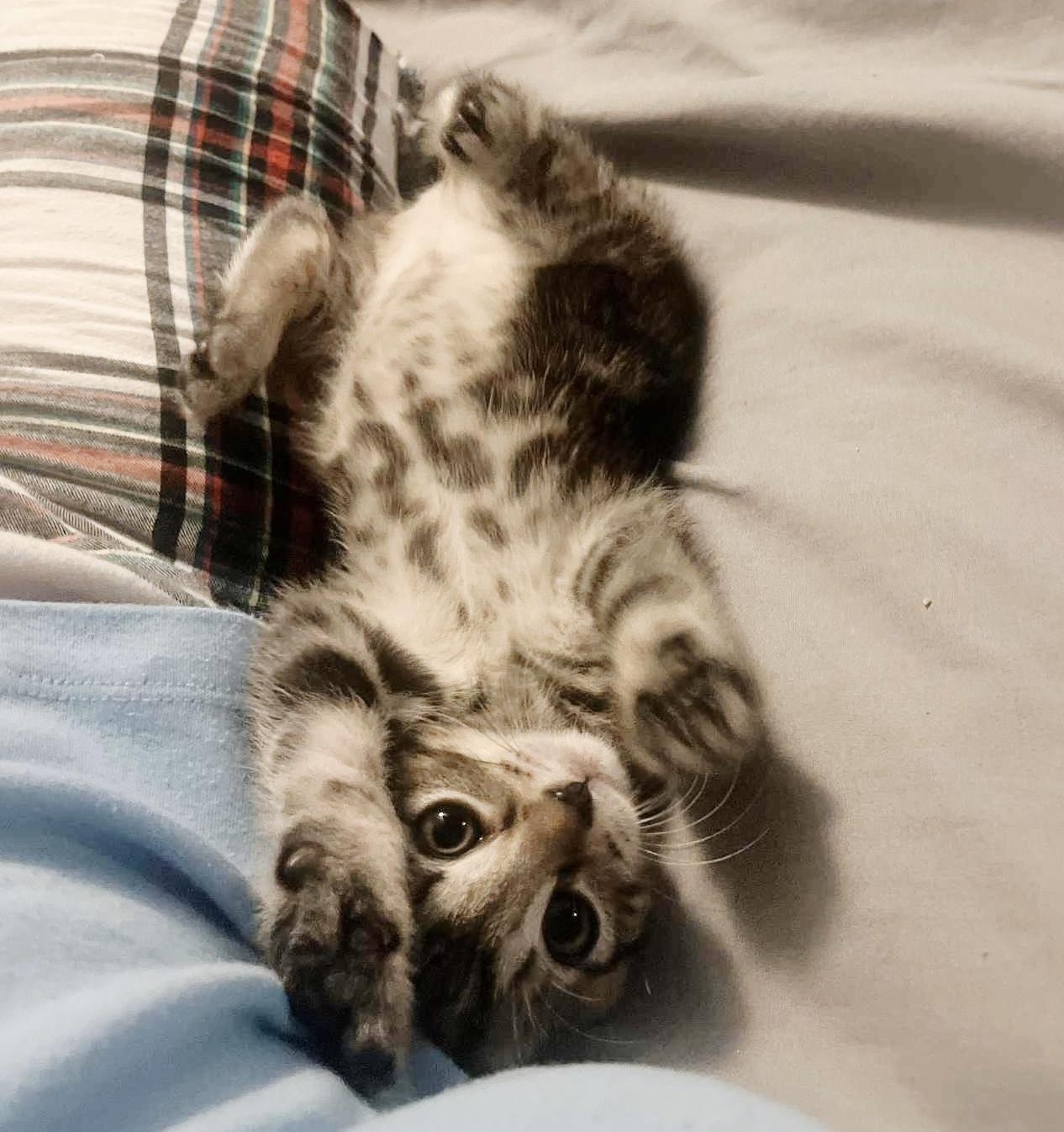 Zehyria, a Adoptable Tabby in Philadelphia, PA image 2/5