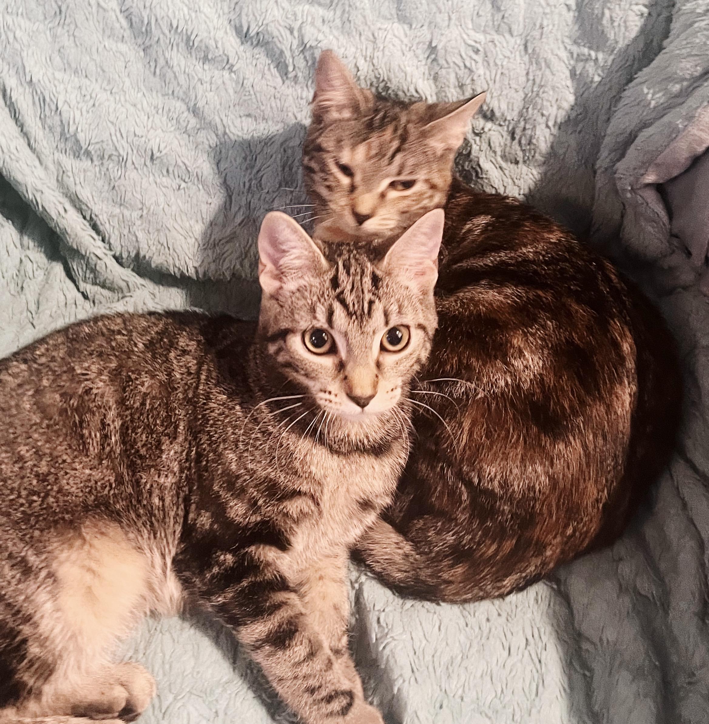 Zehyria, a Adoptable Tabby in Philadelphia, PA image 3/5