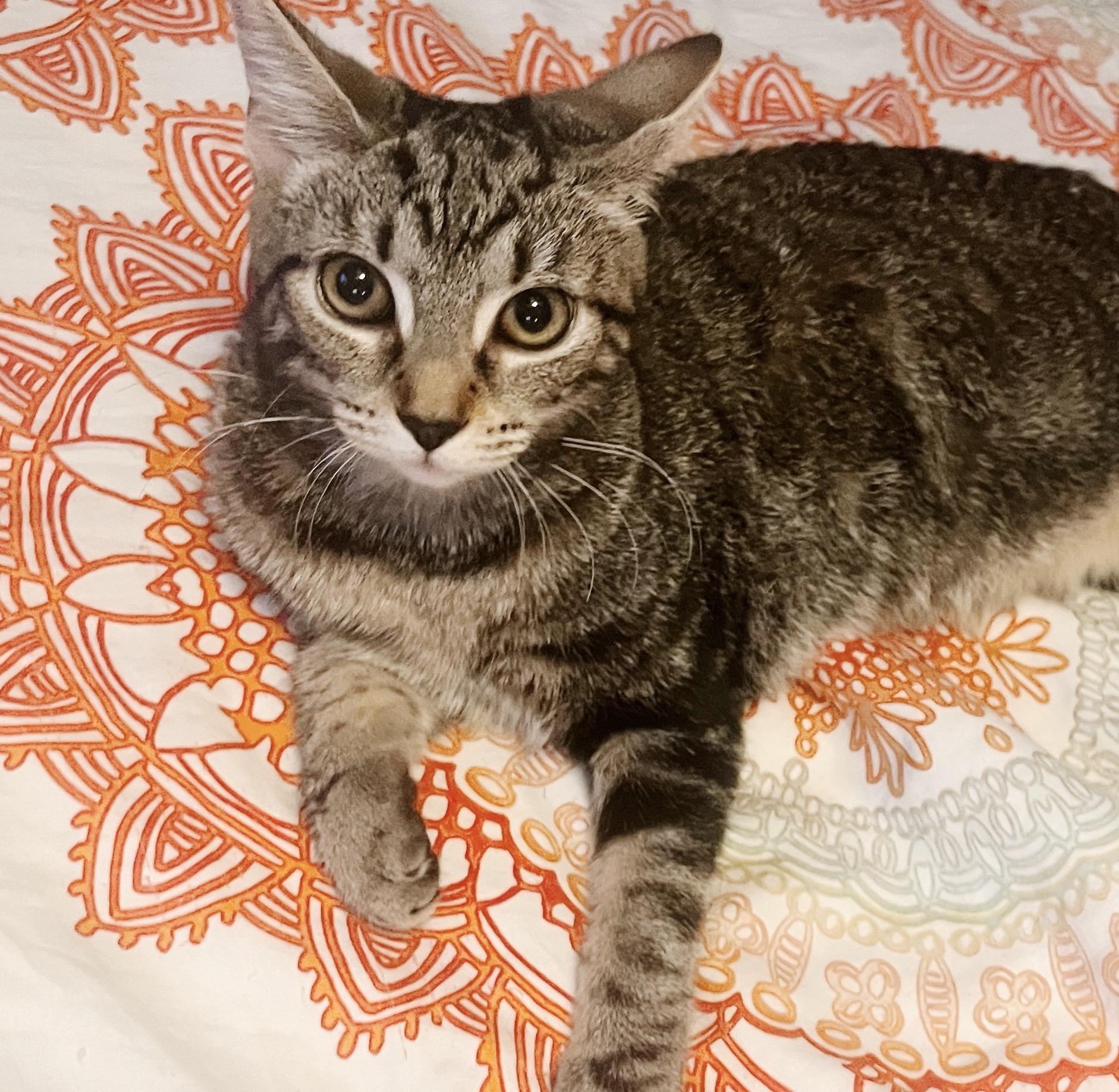Zehyria, a Adoptable Tabby in Philadelphia, PA image 1/5