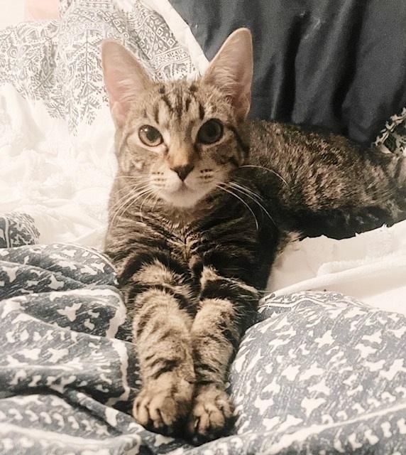 Zehyria, a Adoptable Tabby in Philadelphia, PA image 1/6