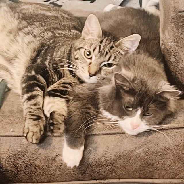 Zehyria, a Adoptable Tabby in Philadelphia, PA image 2/6