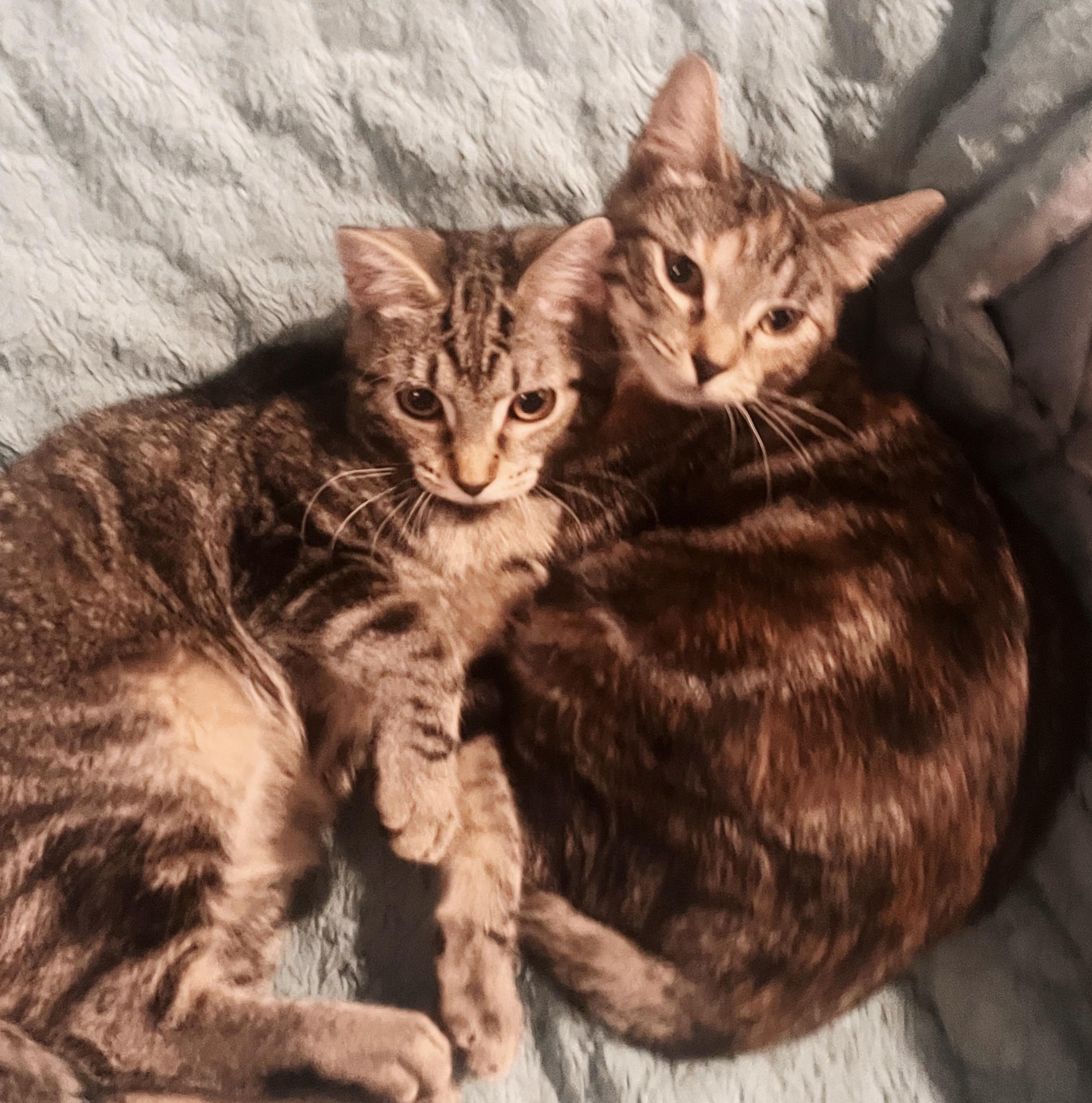 Zehyria, a Adoptable Tabby in Philadelphia, PA image 5/5