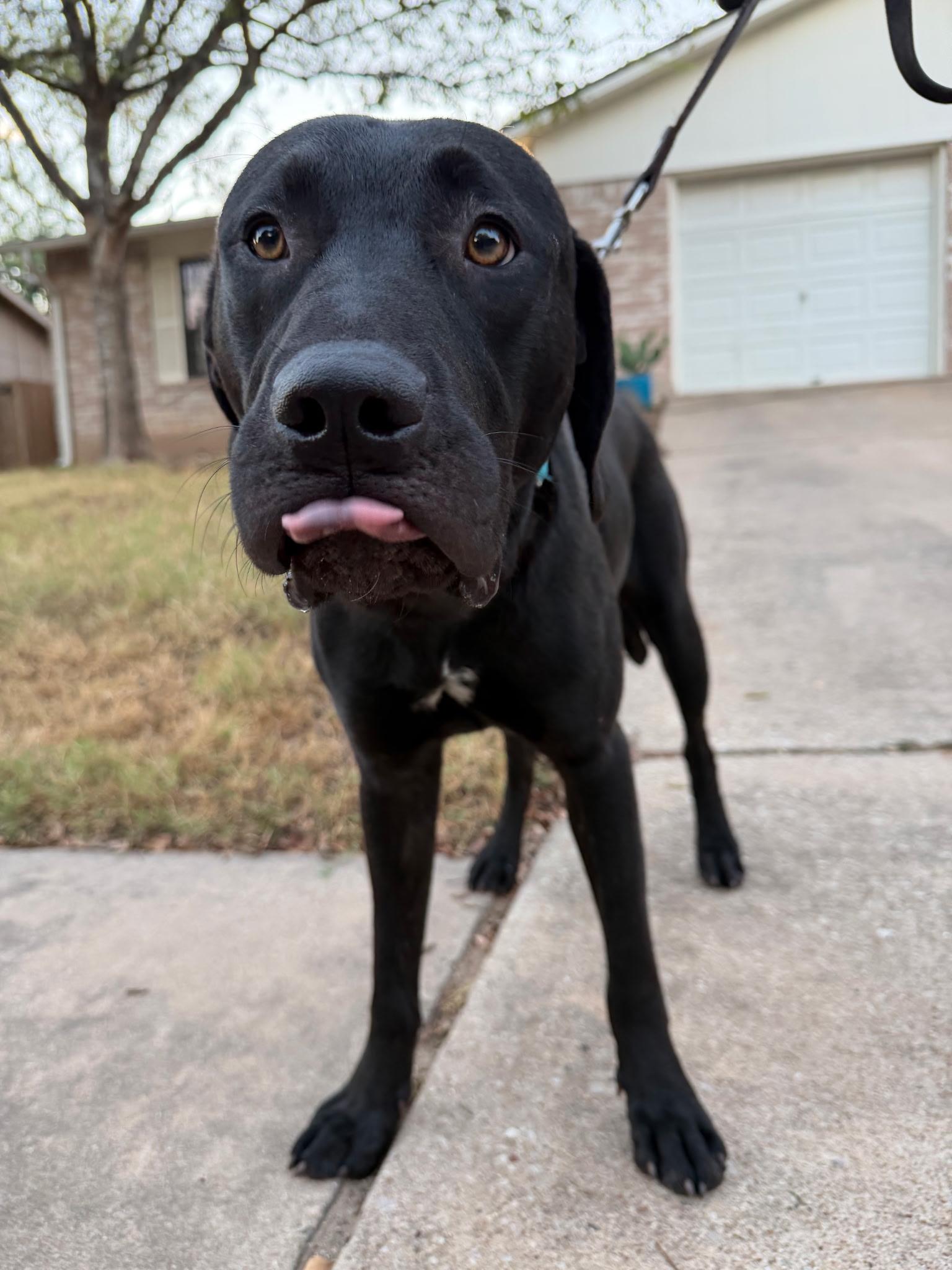 Enlarge Wyatt, a Adoptable mixed breed in Austin, TX image 2/4