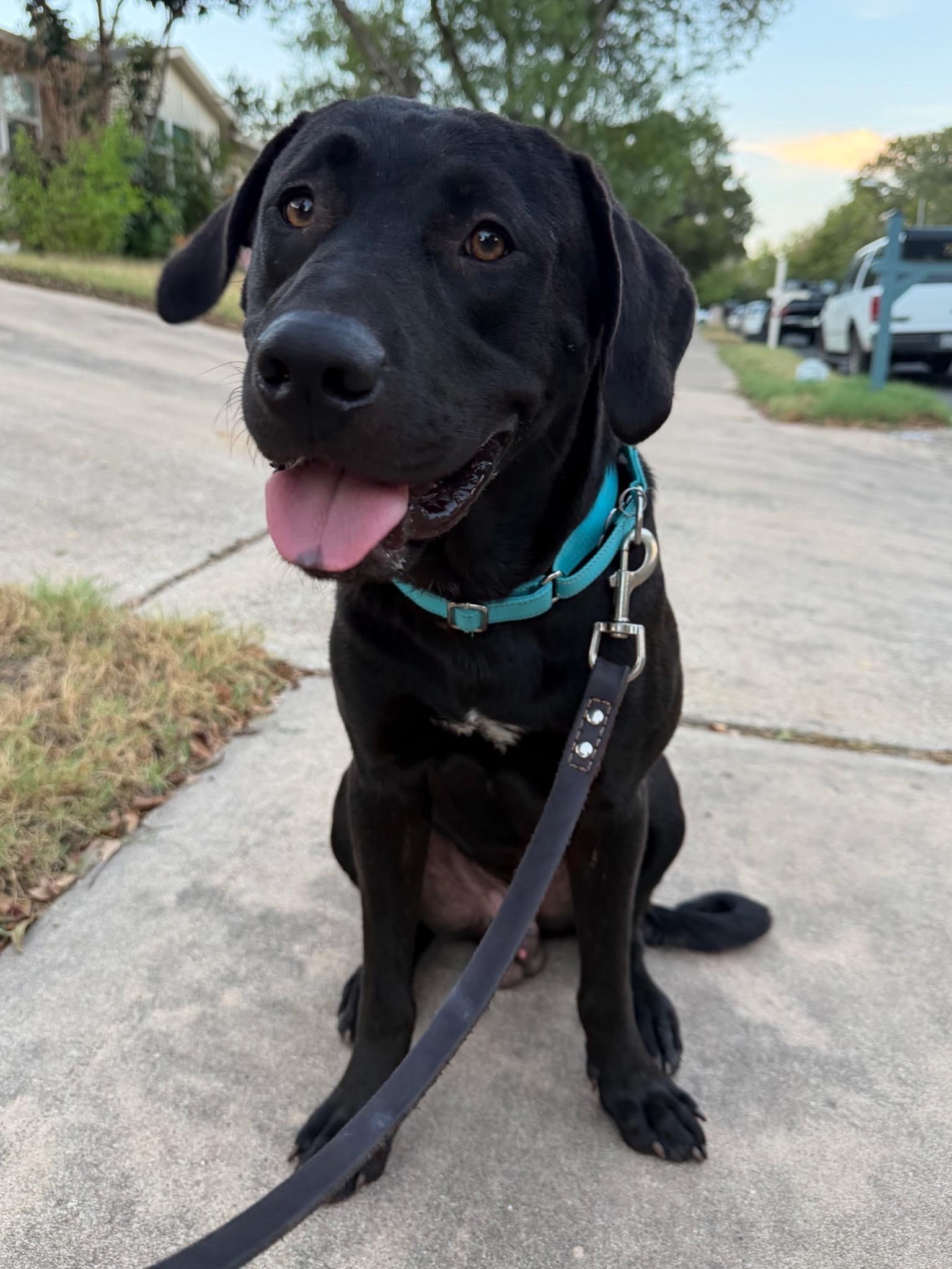 Wyatt, Adoptable, Young Male Black Labrador Retriever & Mixed Breed.