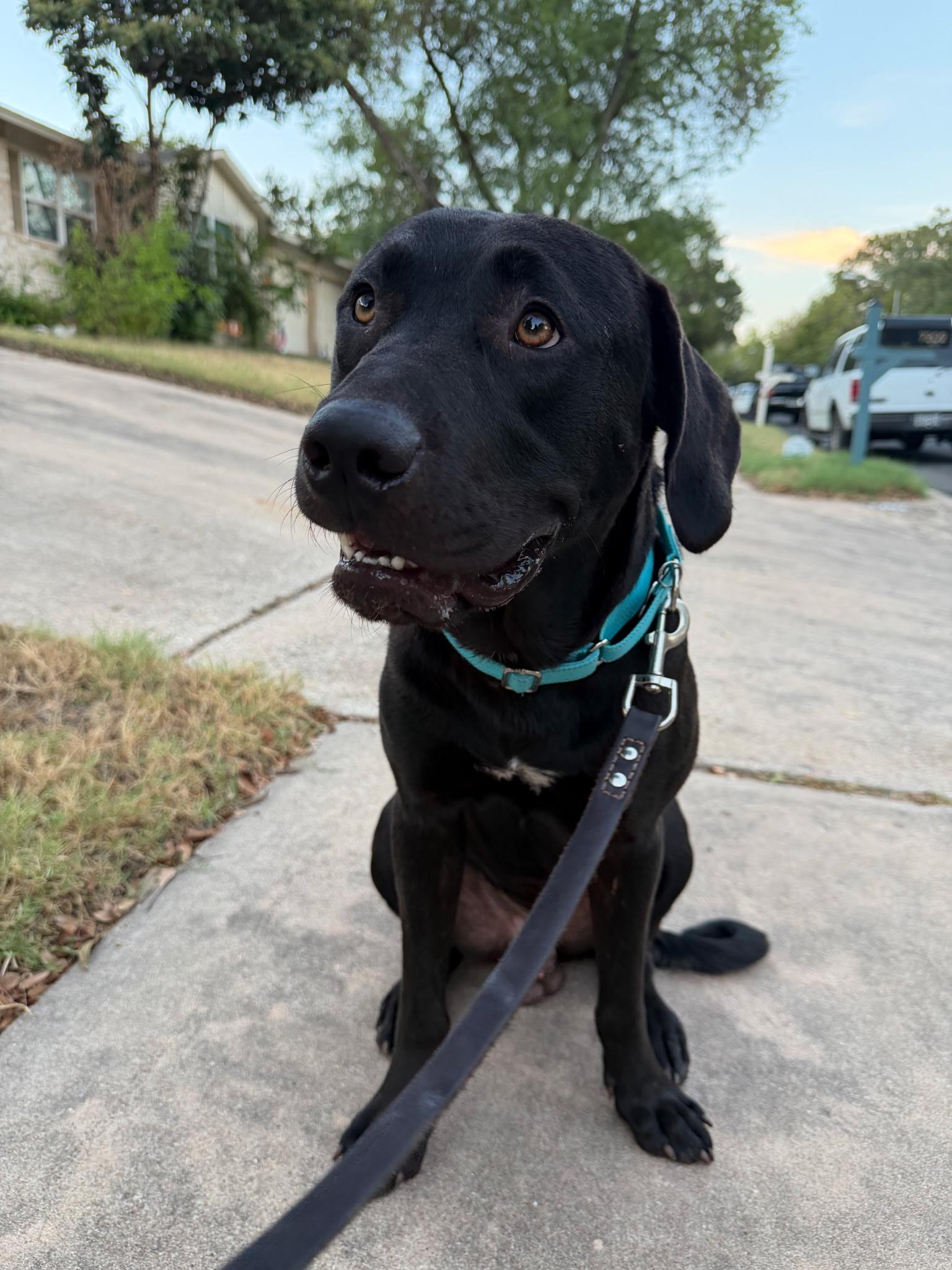 Enlarge Wyatt, a Adoptable mixed breed in Austin, TX image 3/4