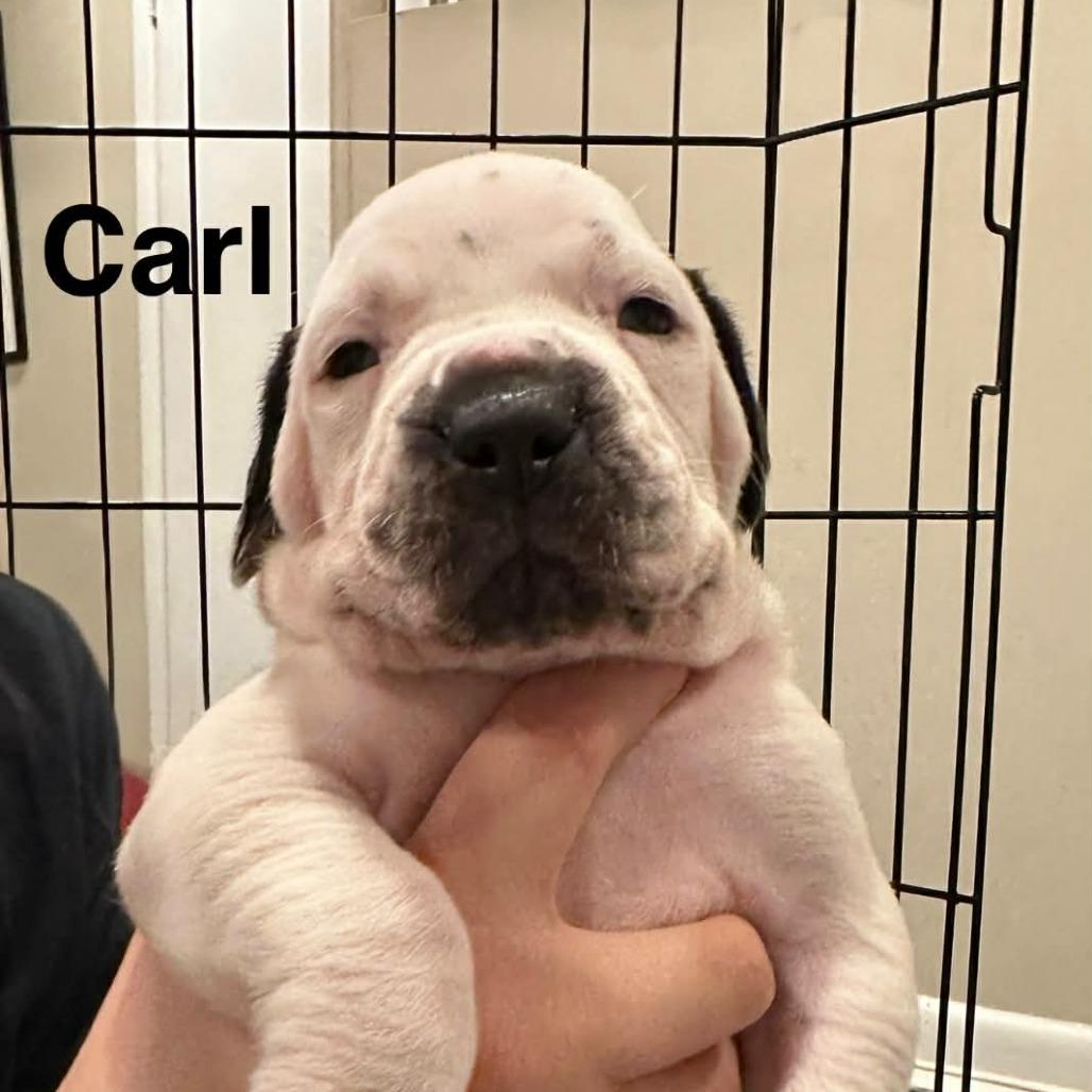Frederick Minion's Litter - Carl, Adoptable, Puppy Male Mastiff.