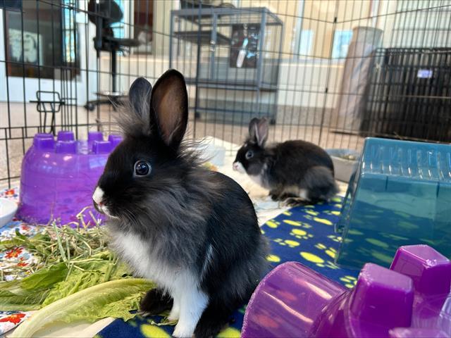 YOSEMITE, Adoptable, Baby Male Lionhead.
