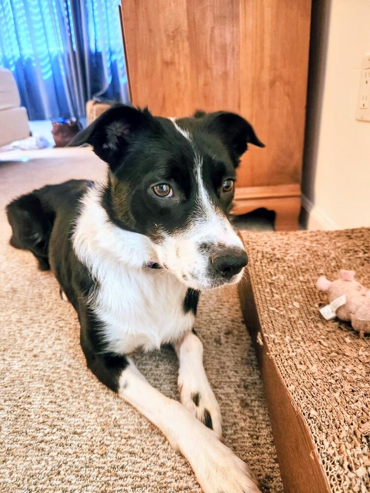 Beanie Baby, a Adoptable mixed breed in Evergreen, CO image 6/6