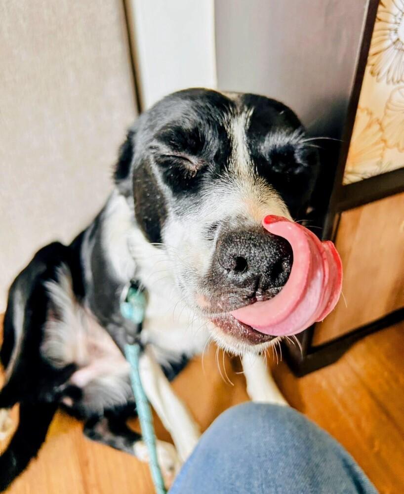 Beanie Baby, a Adoptable mixed breed in Evergreen, CO image 1/6