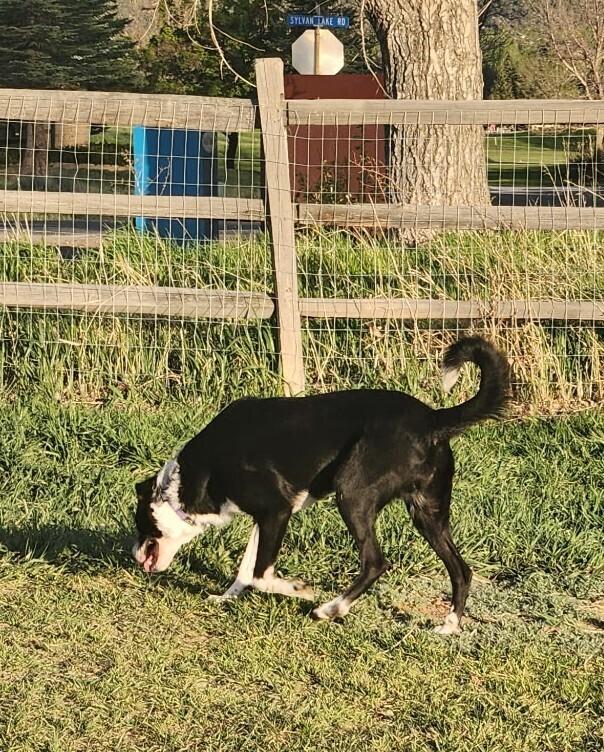 Beanie Baby, a Adoptable mixed breed in Evergreen, CO image 2/6