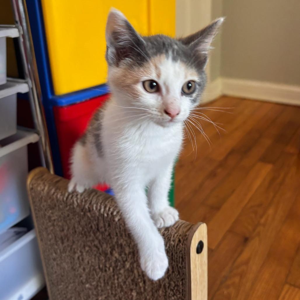 Enlarge Katarra Park (TN), a Adoptable Domestic Short Hair in Tallahassee, FL image 1/5