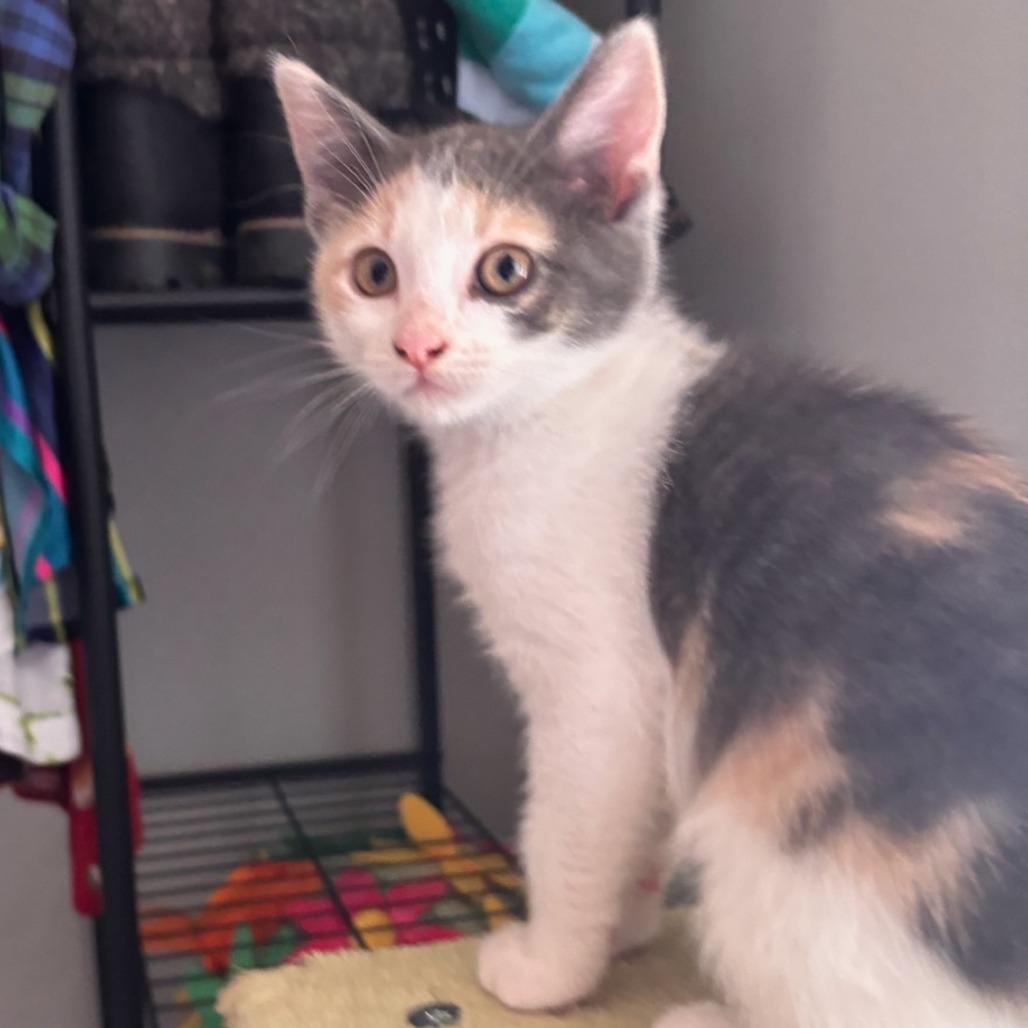 Enlarge Katarra Park (TN), a Adoptable Domestic Short Hair in Tallahassee, FL image 2/5
