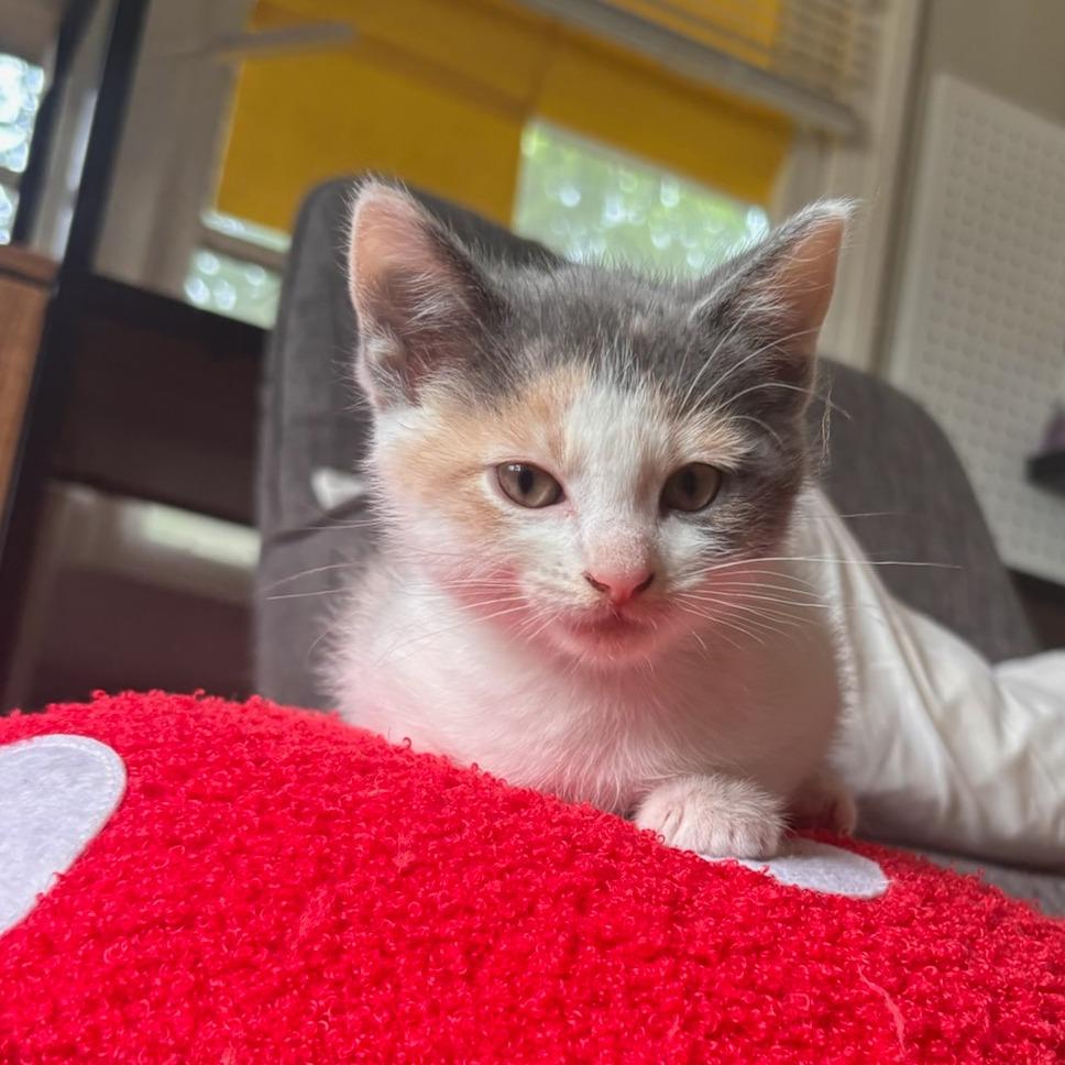 Enlarge Katarra Park (TN), a Adoptable Domestic Short Hair in Tallahassee, FL image 3/5