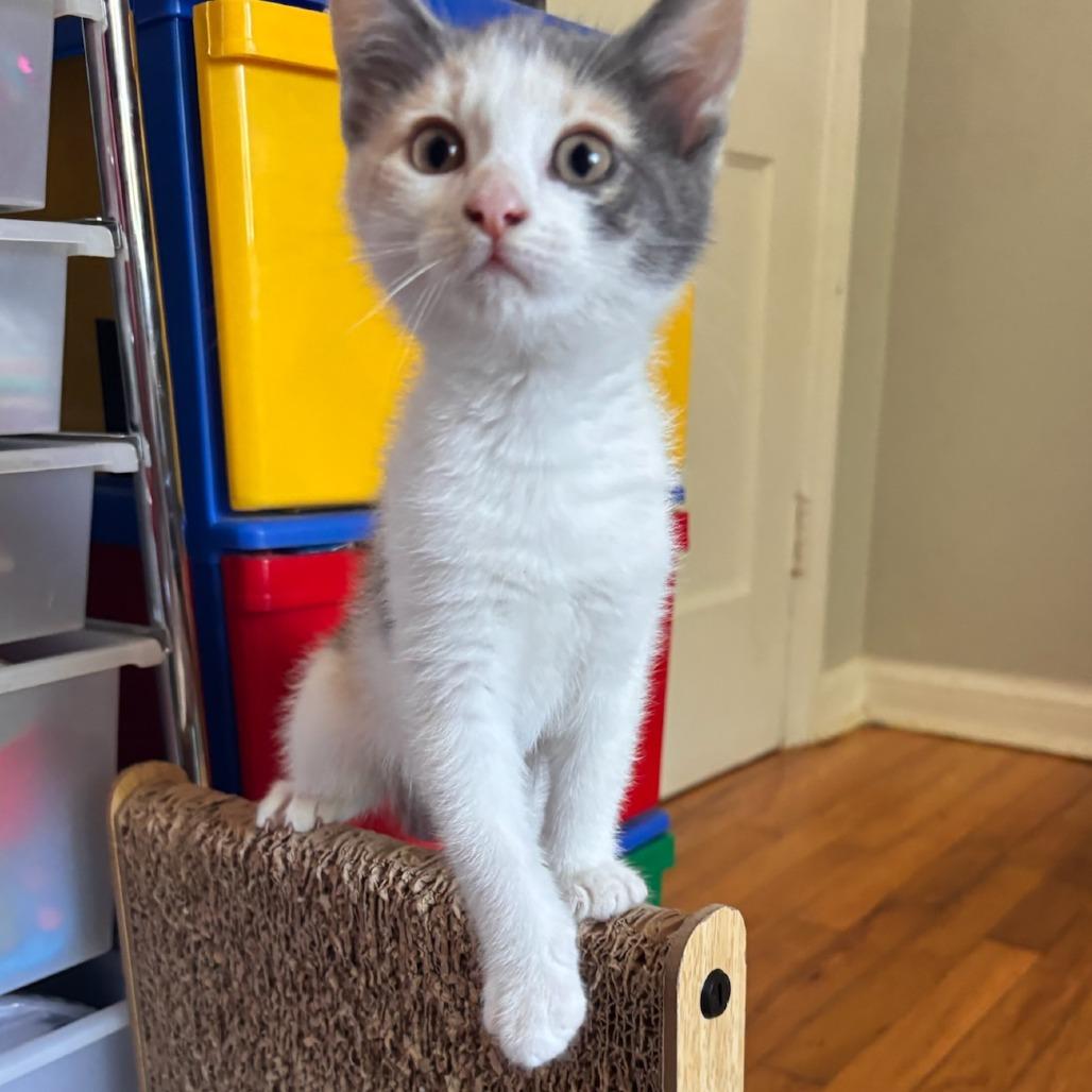 Enlarge Katarra Park (TN), a Adoptable Domestic Short Hair in Tallahassee, FL image 5/5