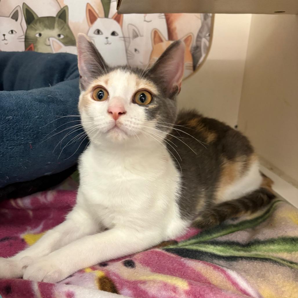 Enlarge Katarra Park-GS, a Adoptable Domestic Short Hair in Tallahassee, FL image 6/6