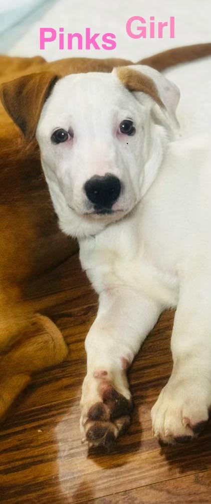 Enlarge Pink, a ADOPTABLE mixed breed in New Smyrna Beach, FL image 1/1