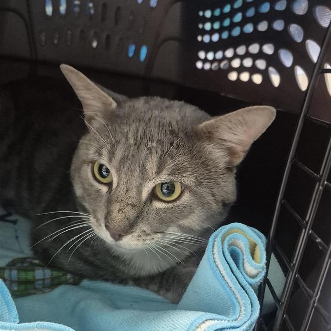 Jimmy, Adoptable, Adult Male Domestic Short Hair.