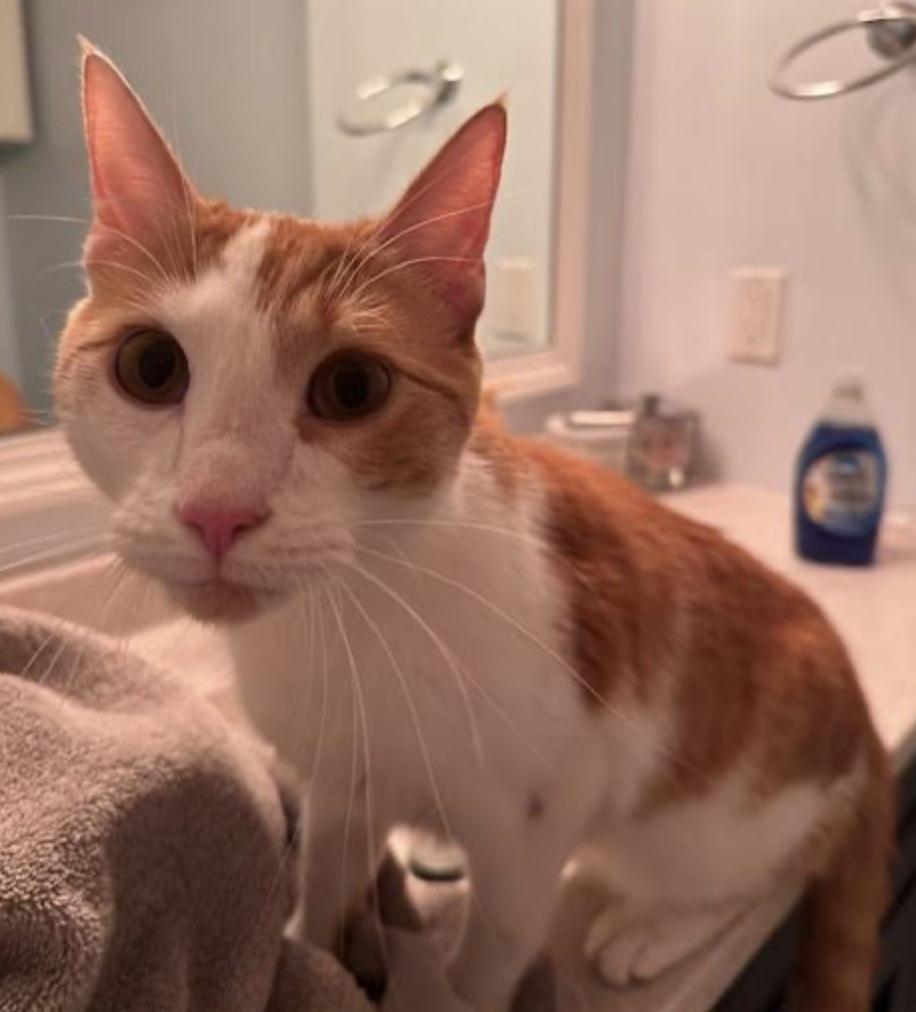 Enlarge Wall-E, an adopted Domestic Short Hair in Cincinnati, OH image 1/2