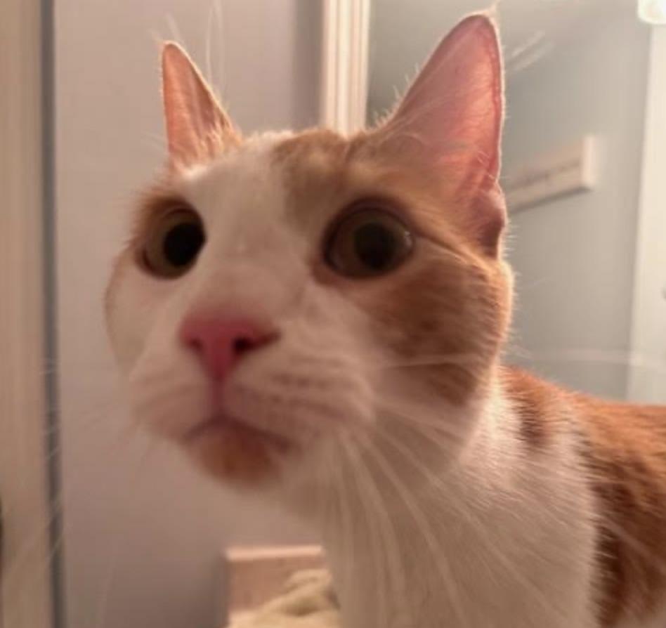 Enlarge Wall-E, an adopted Domestic Short Hair in Cincinnati, OH image 2/2