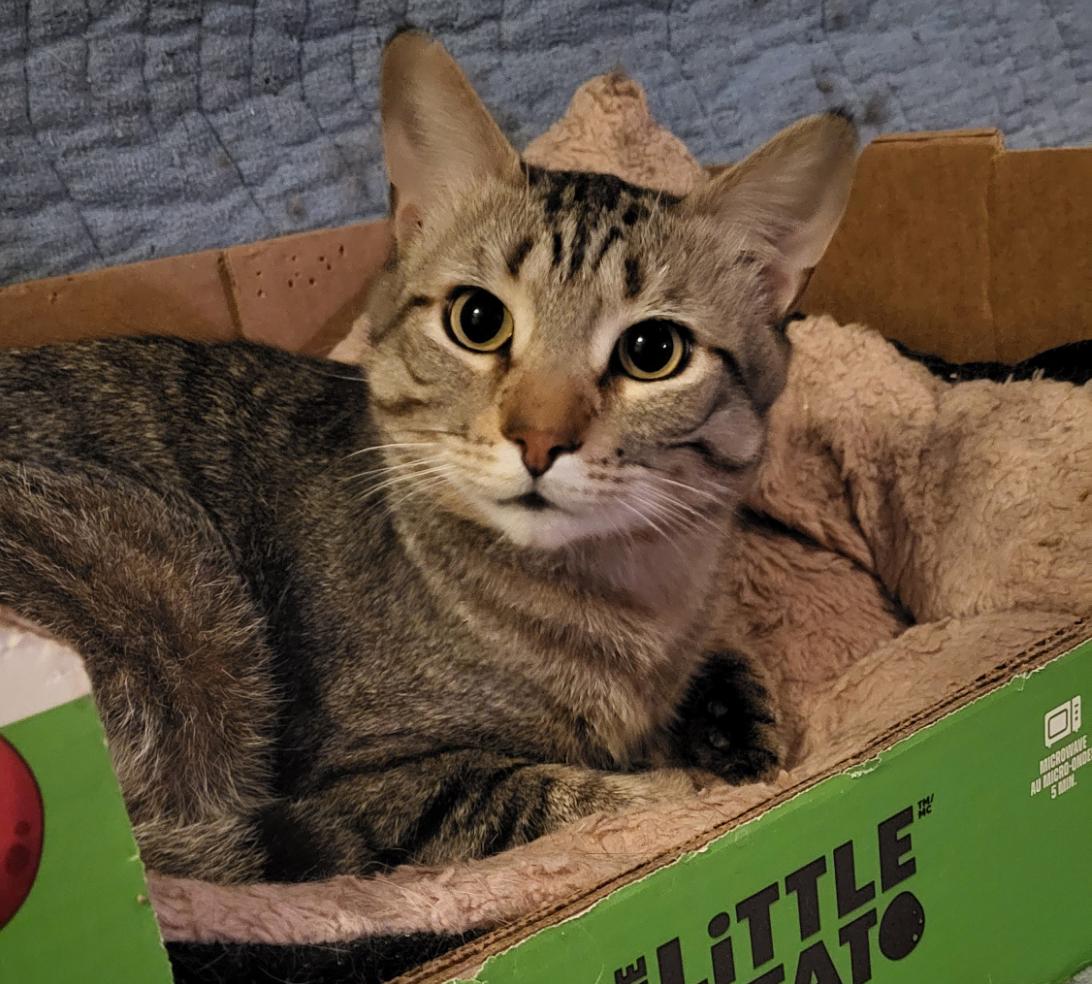 Enlarge Spencer, a Adoptable Domestic Short Hair in Scarborough, ON image 1/1