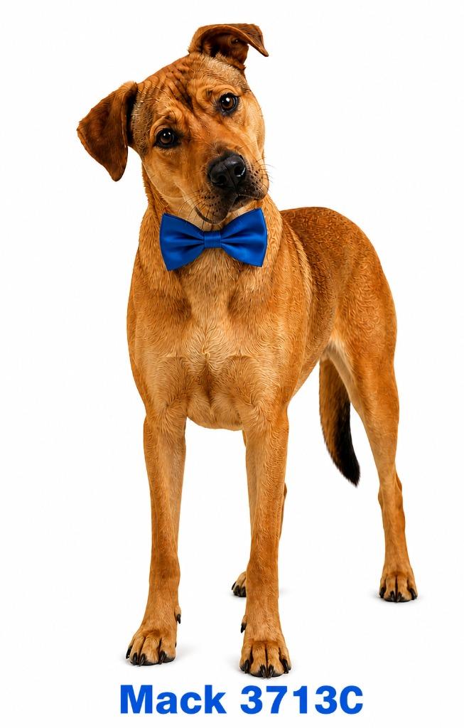 Enlarge Mack, a Adoptable Mixed Breed in Bossier City, LA image 2/2