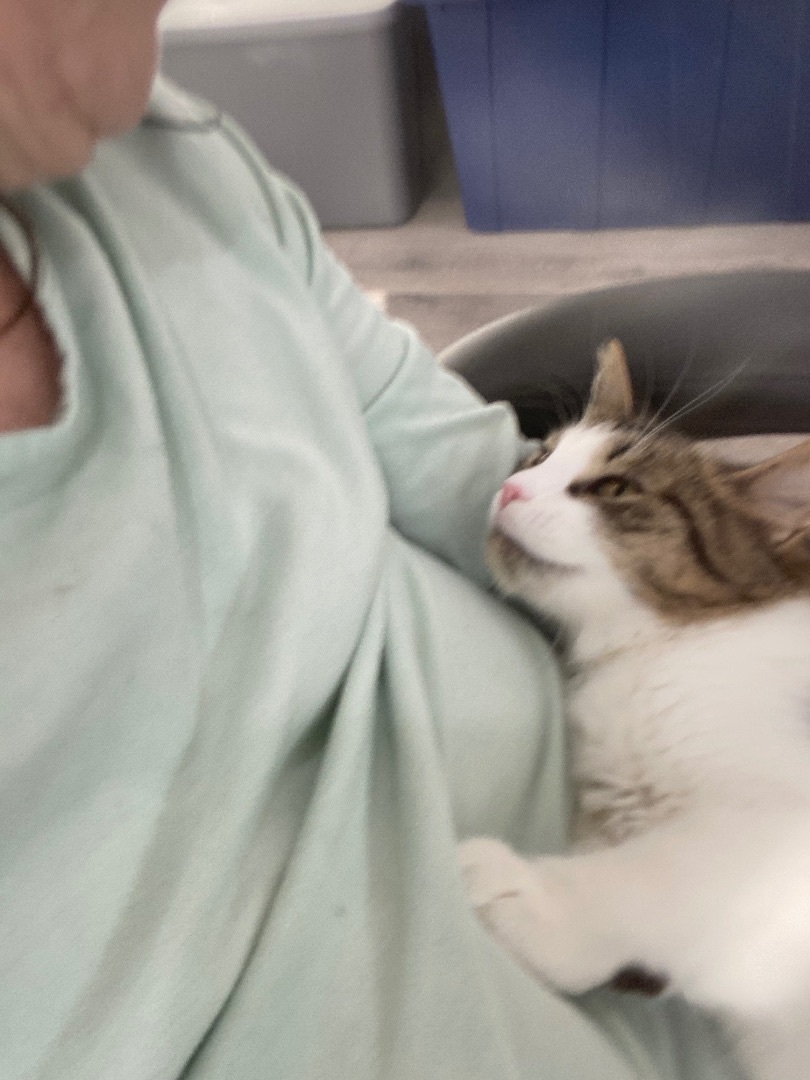 Memphis, Adopted, Young Female Domestic Medium Hair & Domestic Long Hair.