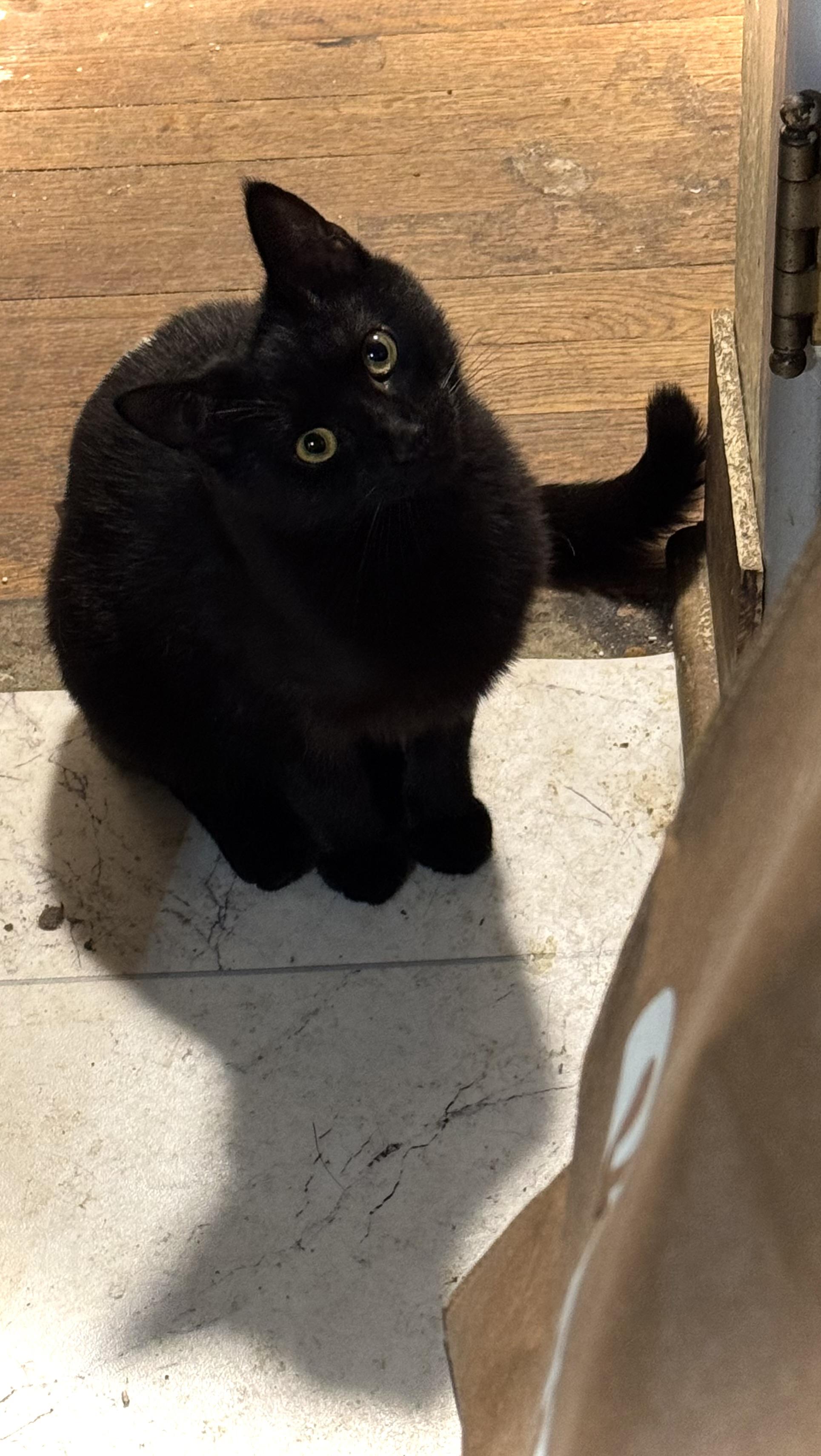 Bram (like Stoker 😅), ADOPTABLE, Young Male Domestic Short Hair.
