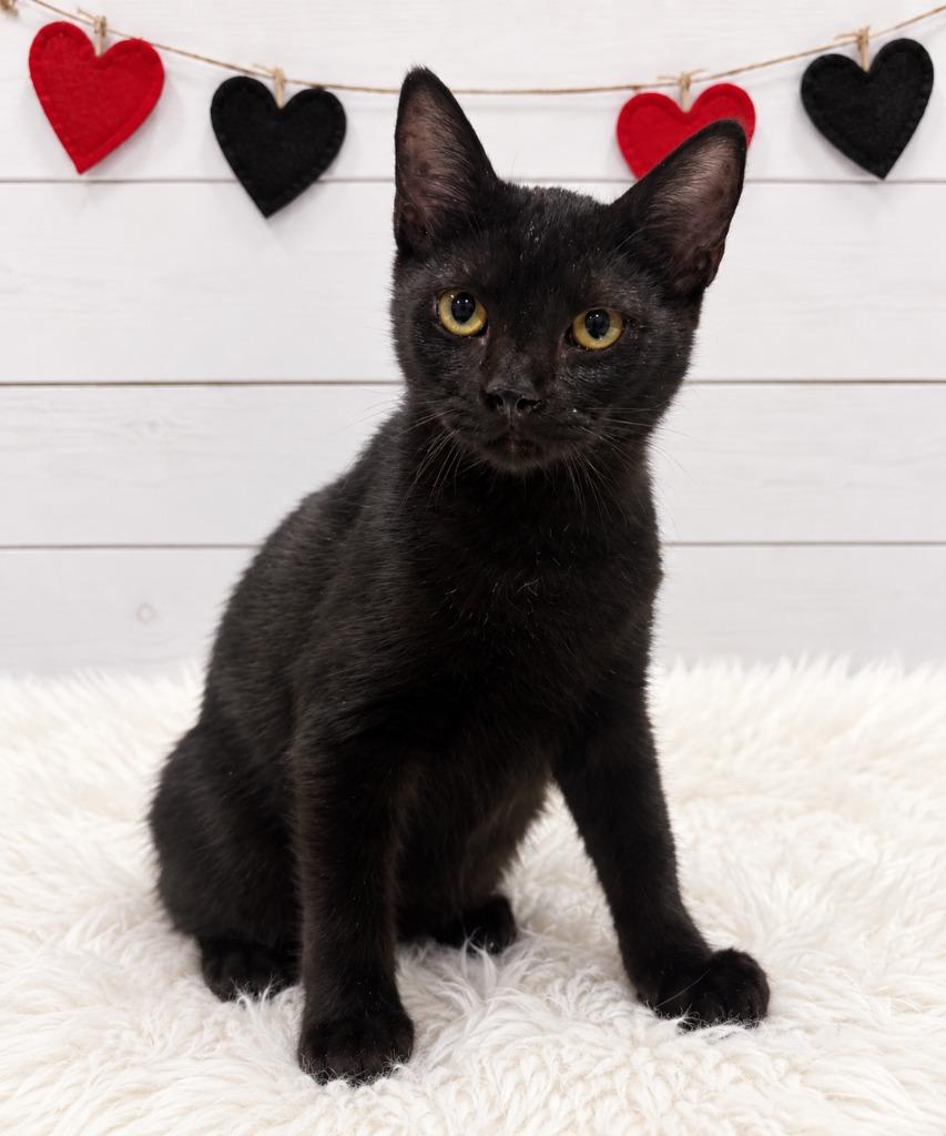 Mercury, Adopted, Kitten Male Domestic Short Hair.