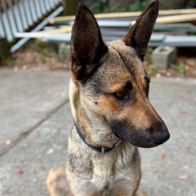 Enlarge Blakely, a ADOPTABLE mixed breed in Chesapeake, VA image 1/2