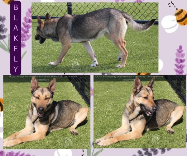 Enlarge Blakely, a ADOPTABLE mixed breed in Chesapeake, VA image 2/2