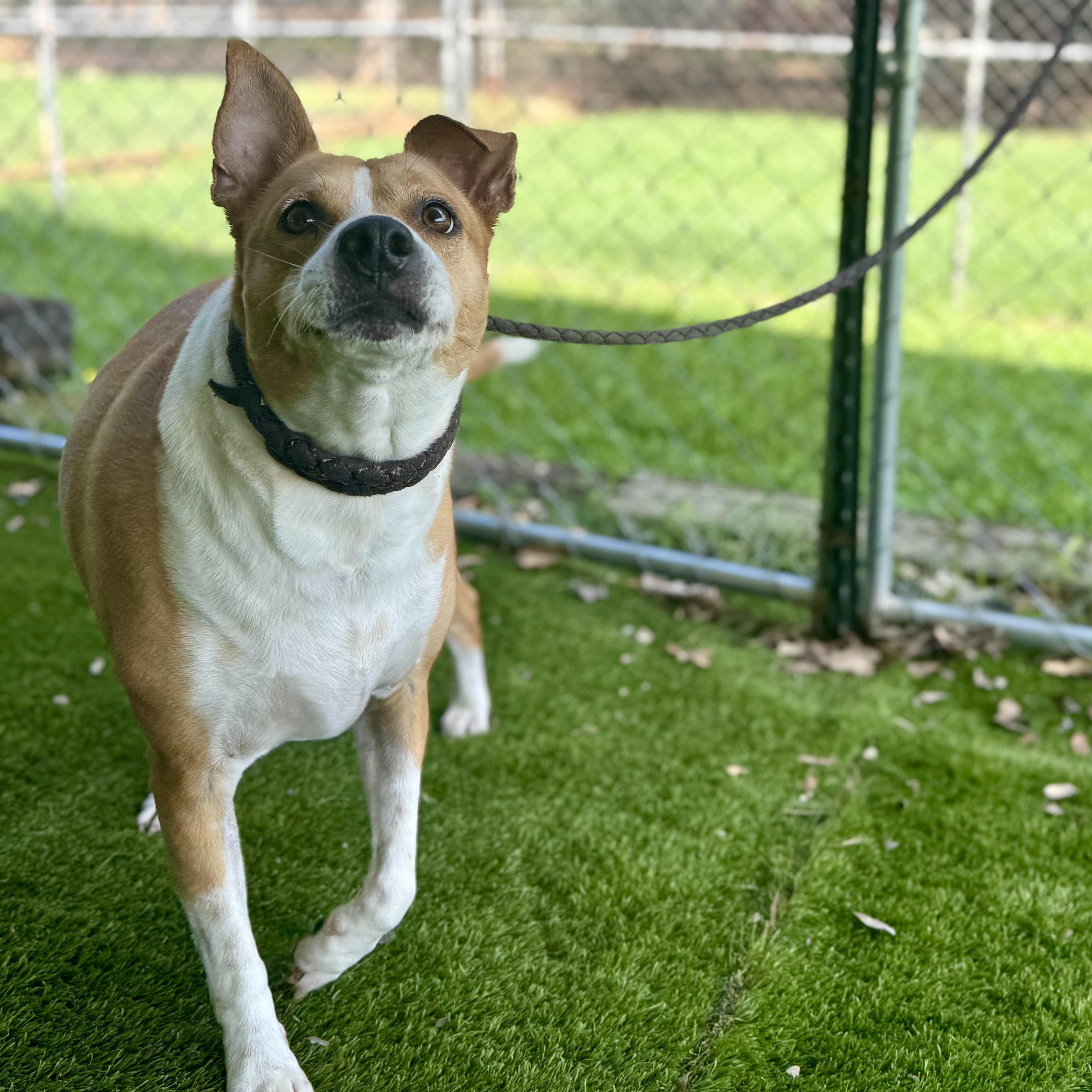 Enlarge Obi, a Adoptable mixed breed in Syracuse, NY image 1/6