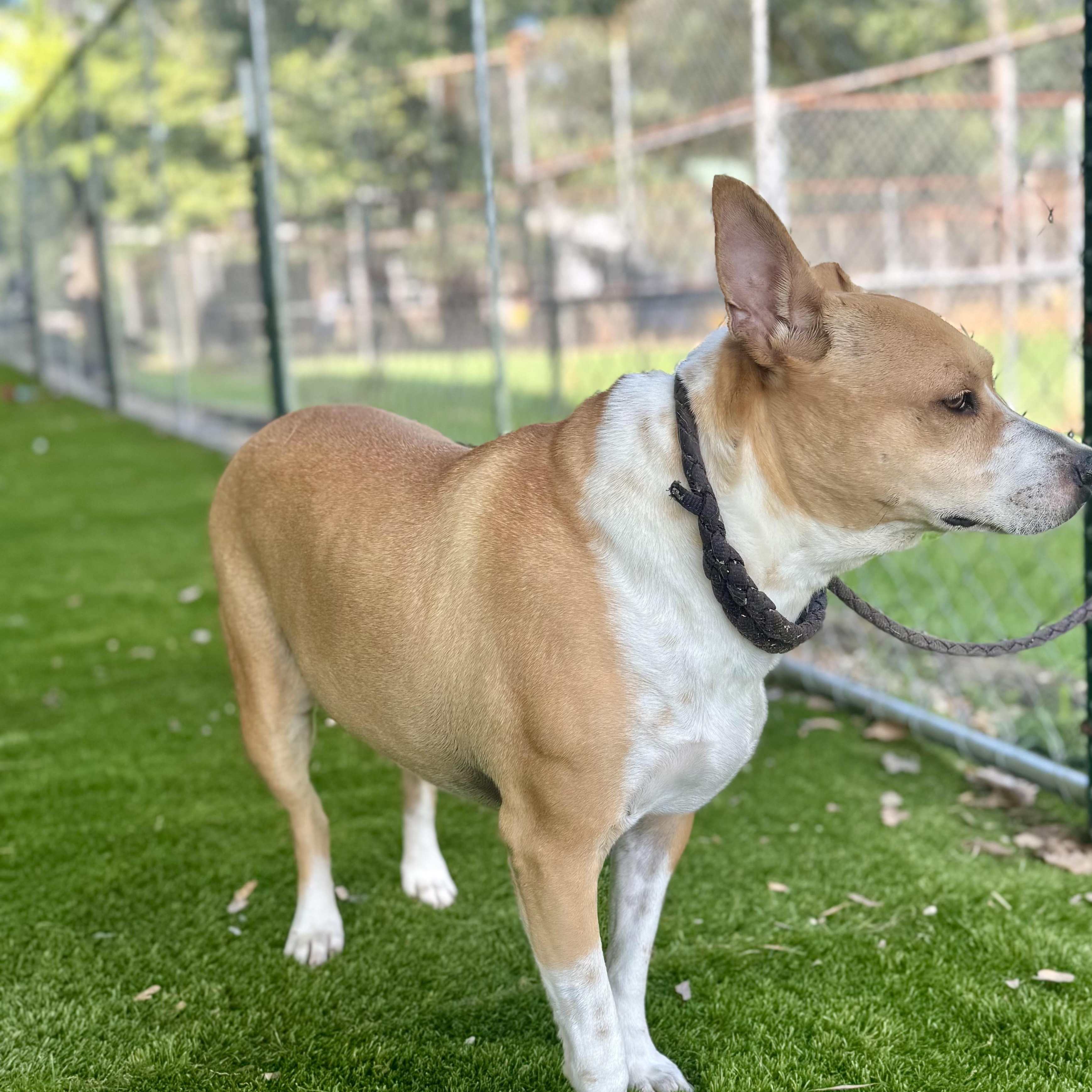 Obi, Adoptable, Adult Male Cattle Dog & Australian Cattle Dog / Blue Heeler.