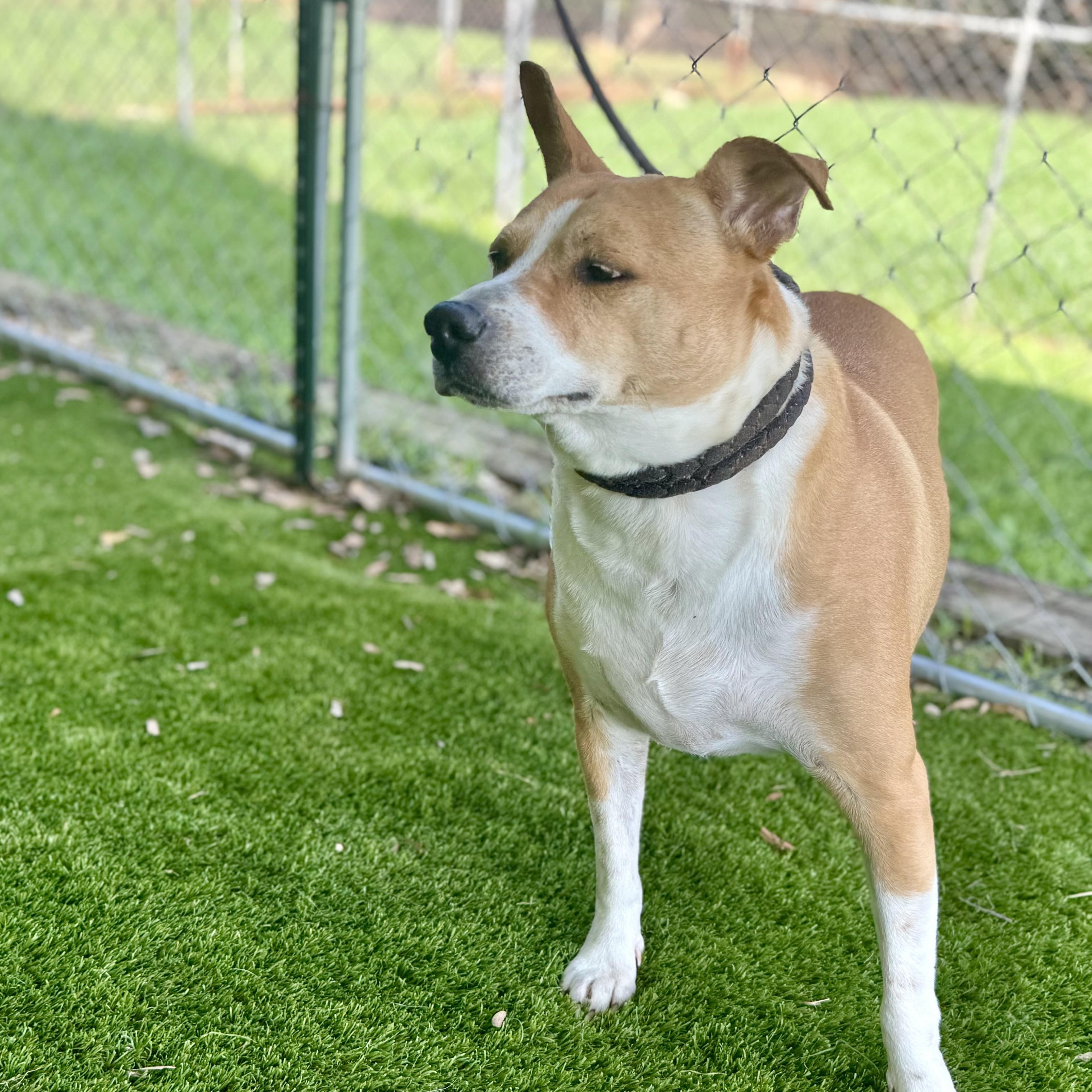 Enlarge Obi, a Adoptable mixed breed in Syracuse, NY image 3/6