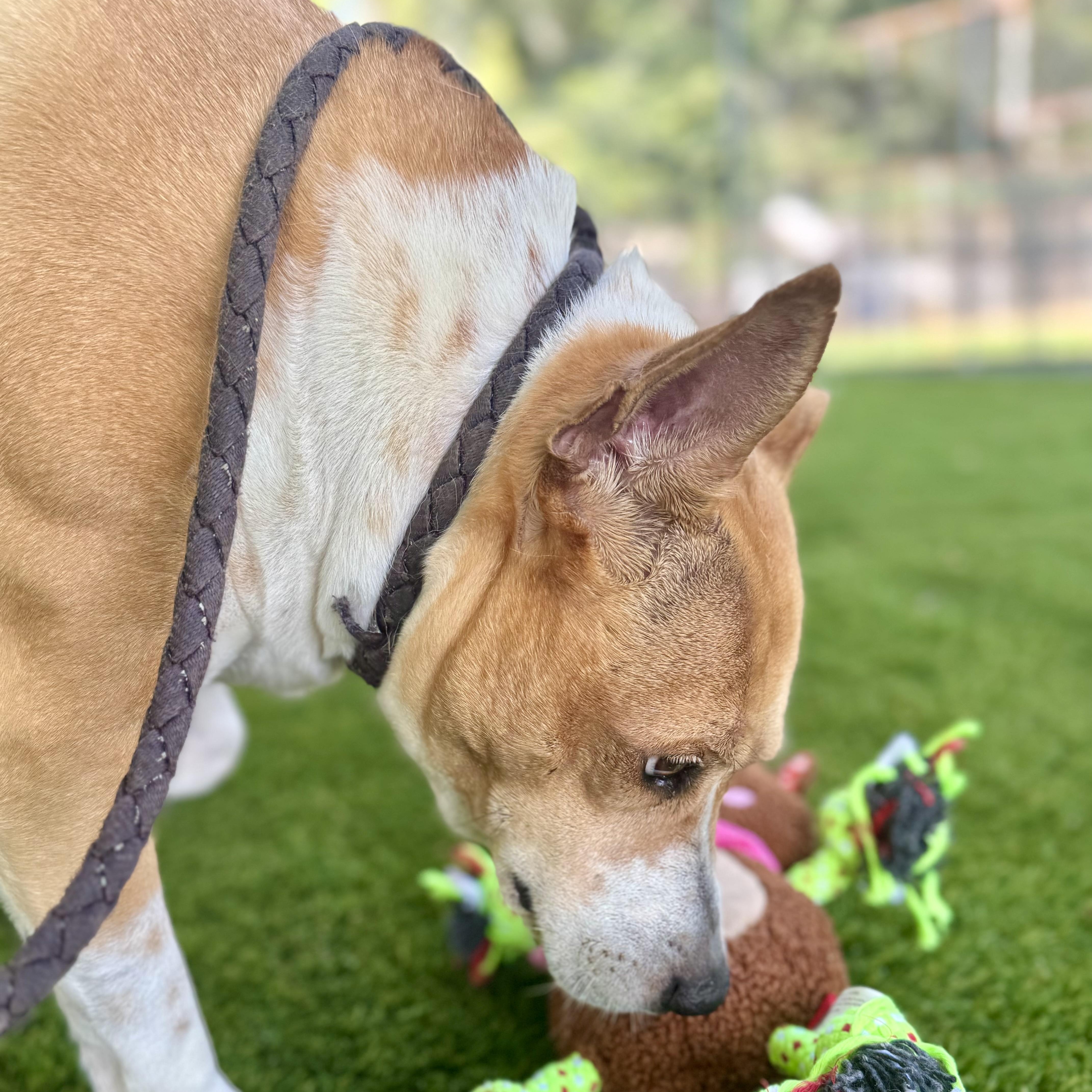 Enlarge Obi, a Adoptable mixed breed in Syracuse, NY image 4/6