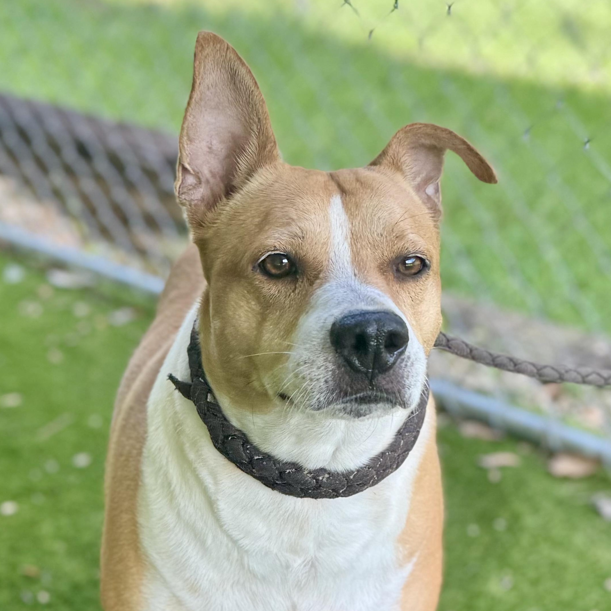 Enlarge Obi, a Adoptable mixed breed in Syracuse, NY image 5/6
