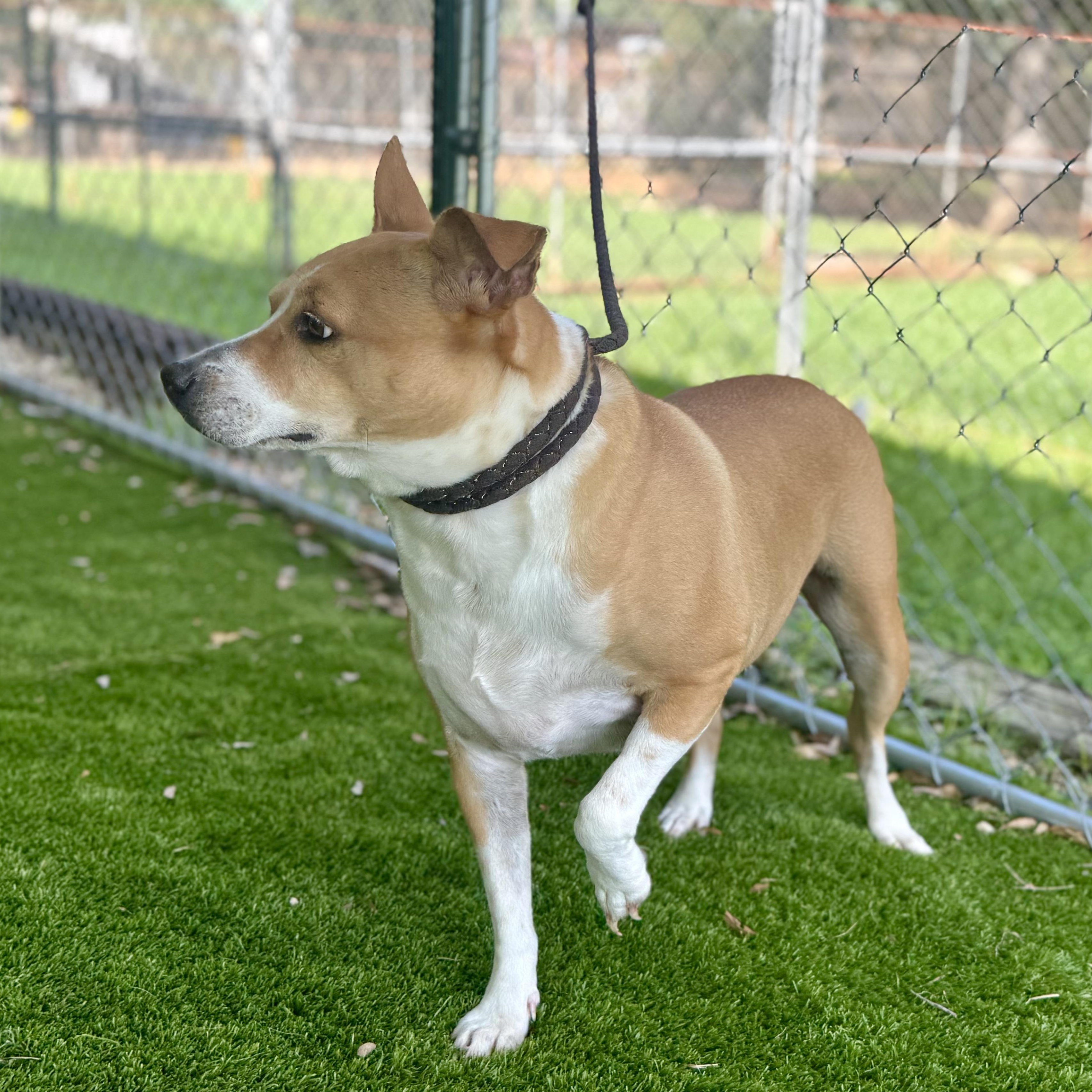 Enlarge Obi, a Adoptable mixed breed in Syracuse, NY image 6/6