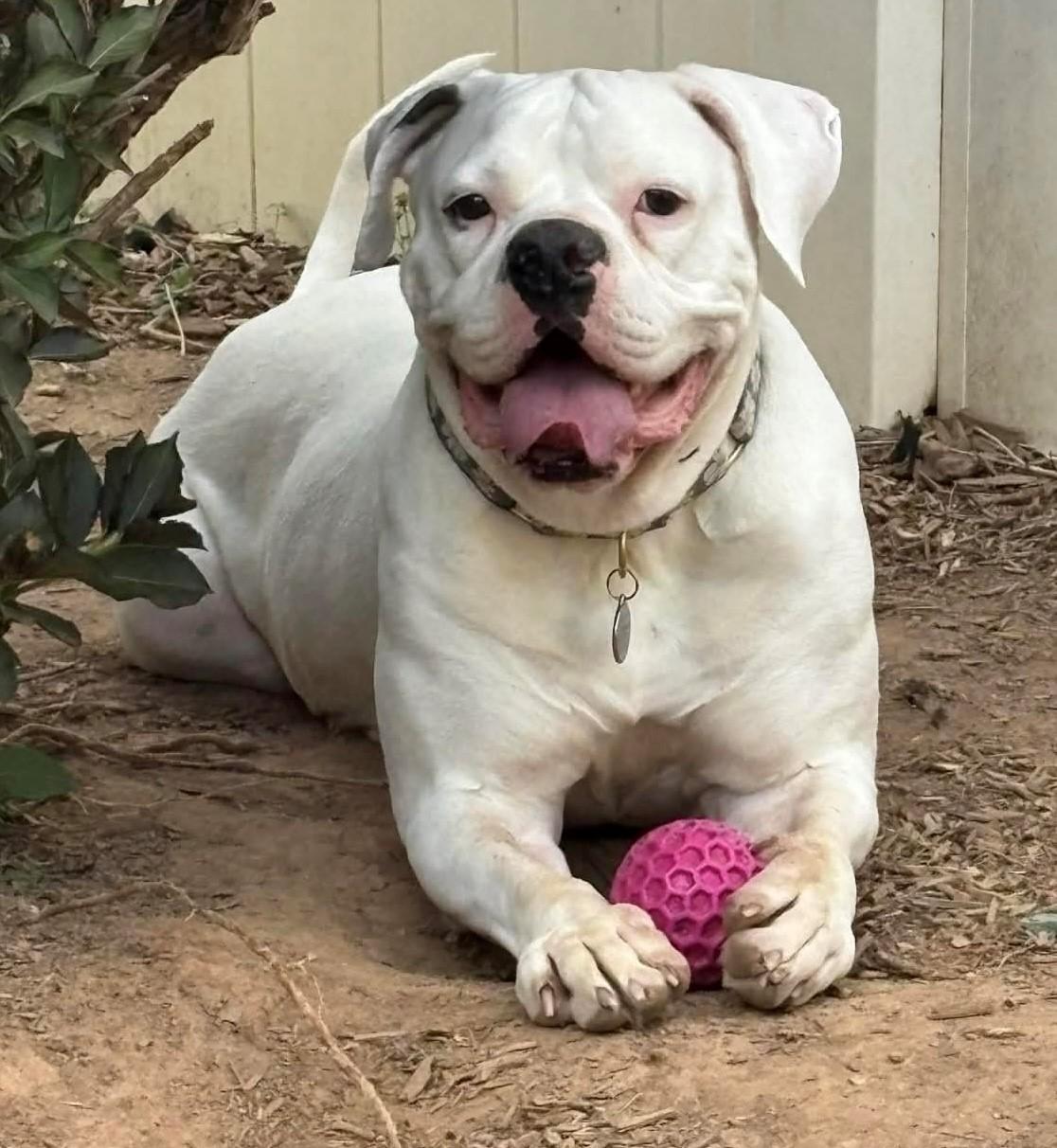 Bella Vida, Adoptable, Adult Female Boxer & American Bulldog.