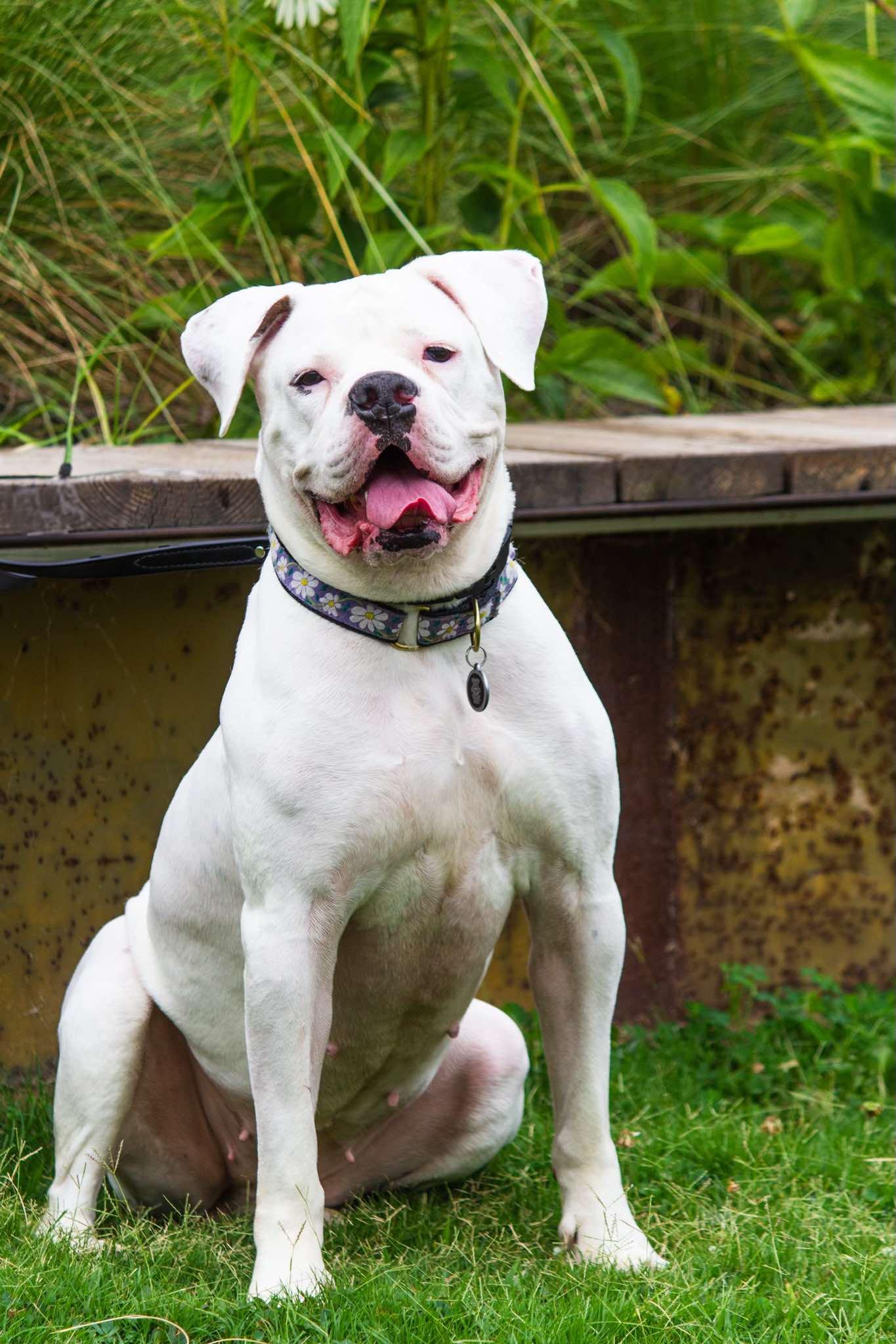 Bella Vida, an adoptable Boxer, American Bulldog in Charlotte, NC, 28215 | Photo Image 2