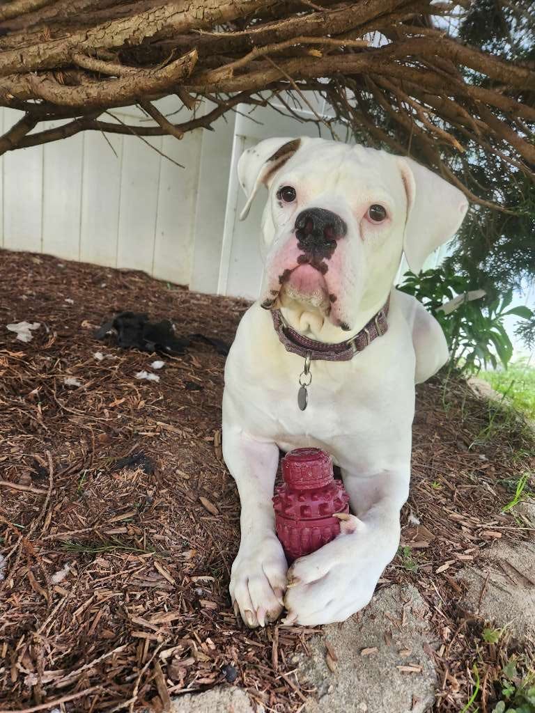 Enlarge Bella Vida, a Adoptable mixed breed in Charlotte, NC image 5/6