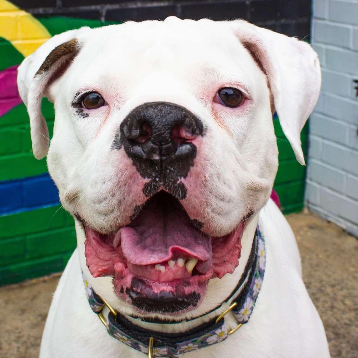 Bella Vida, Adoptable, Adult Female Boxer & American Bulldog.