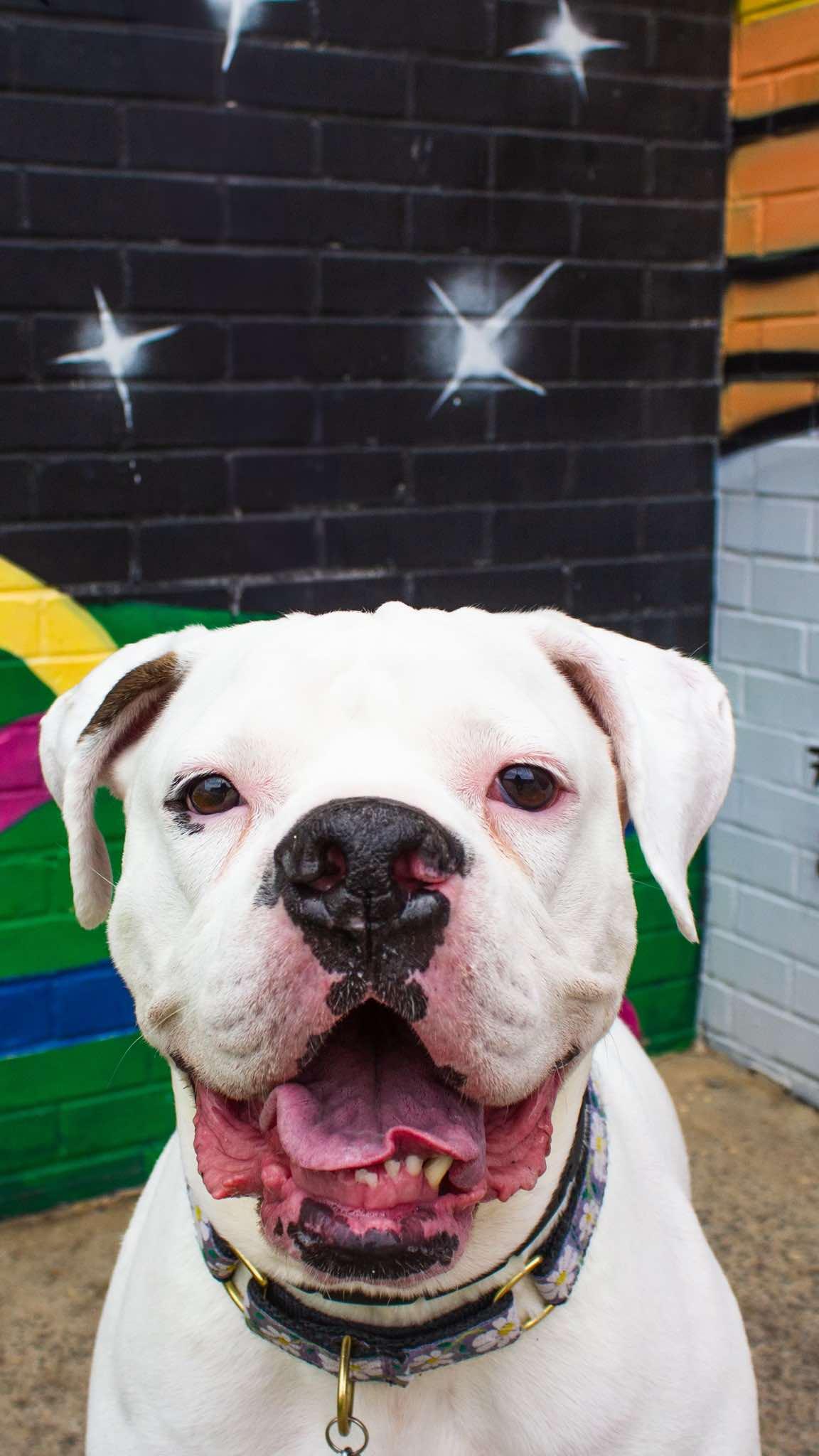 Bella Vida, an adoptable Boxer, American Bulldog in Charlotte, NC, 28215 | Photo Image 1