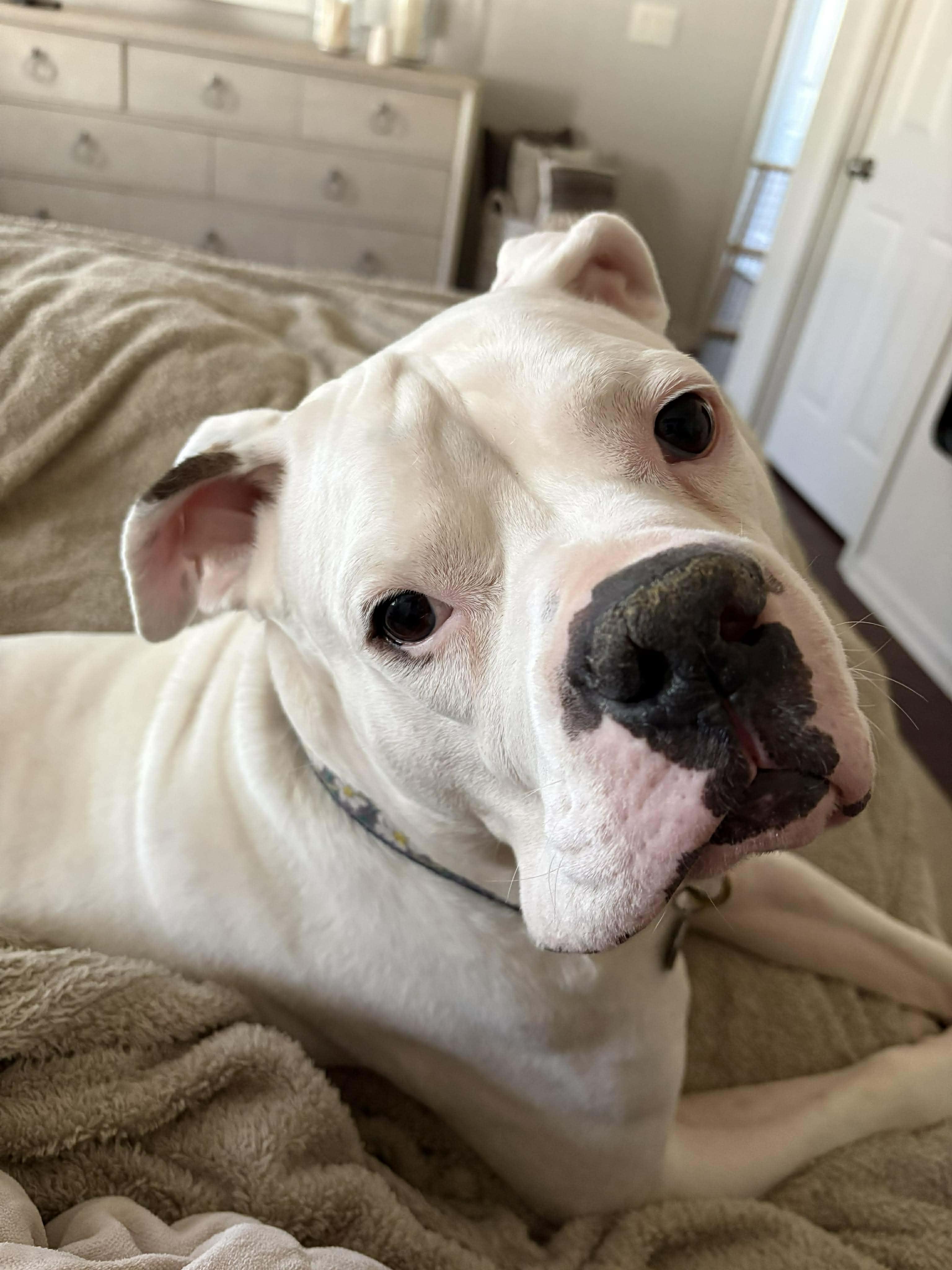 Enlarge Bella Vida, a Adoptable mixed breed in Charlotte, NC image 1/6