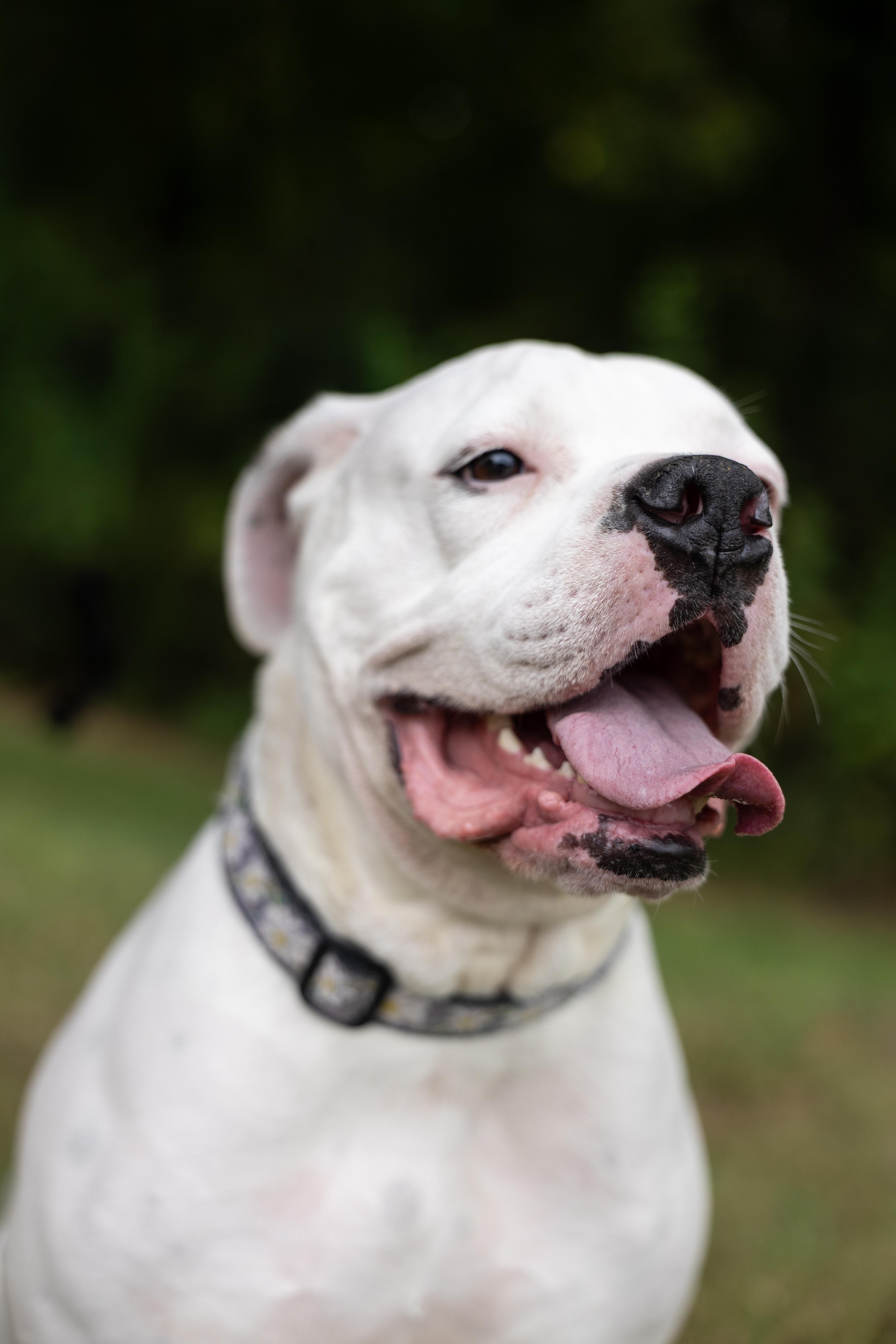 Bella Vida, Adoptable, Adult Female Boxer & American Bulldog.