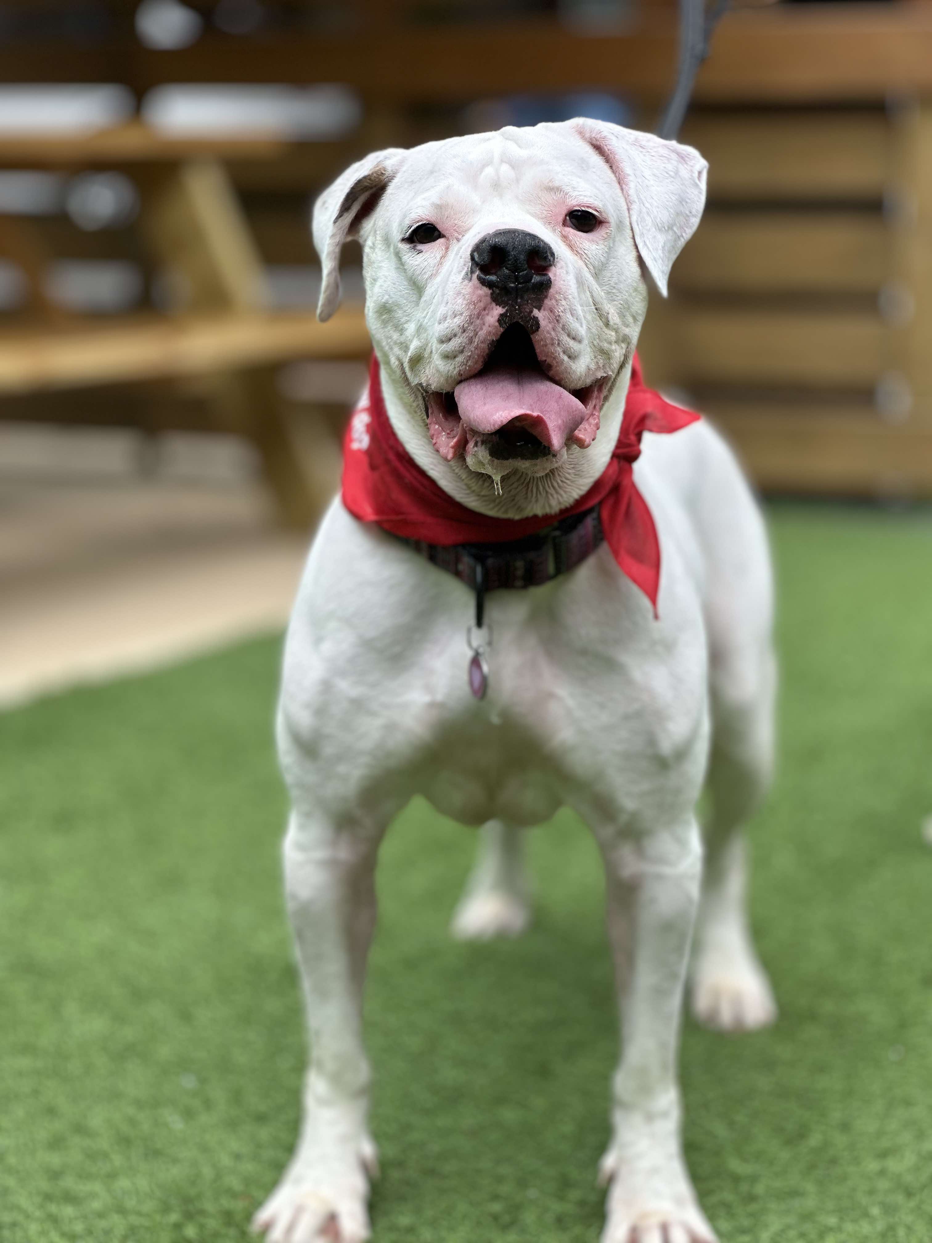 Bella Vida, an adoptable Boxer, American Bulldog in Charlotte, NC, 28215 | Photo Image 3