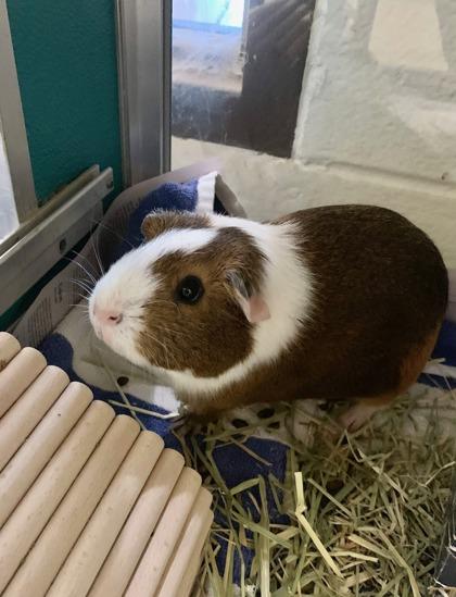 Elytra, Adoptable, Adult Female Guinea Pig & Guinea Pig.