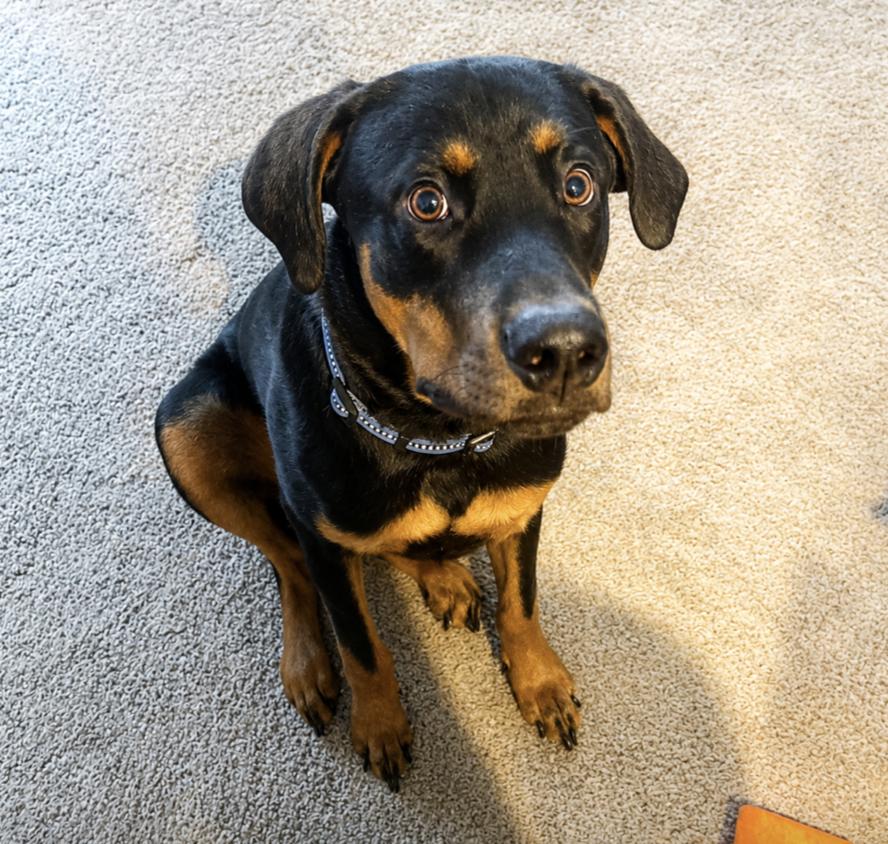 Enlarge Ace, an adopted mixed breed in Boston, MA image 2/3